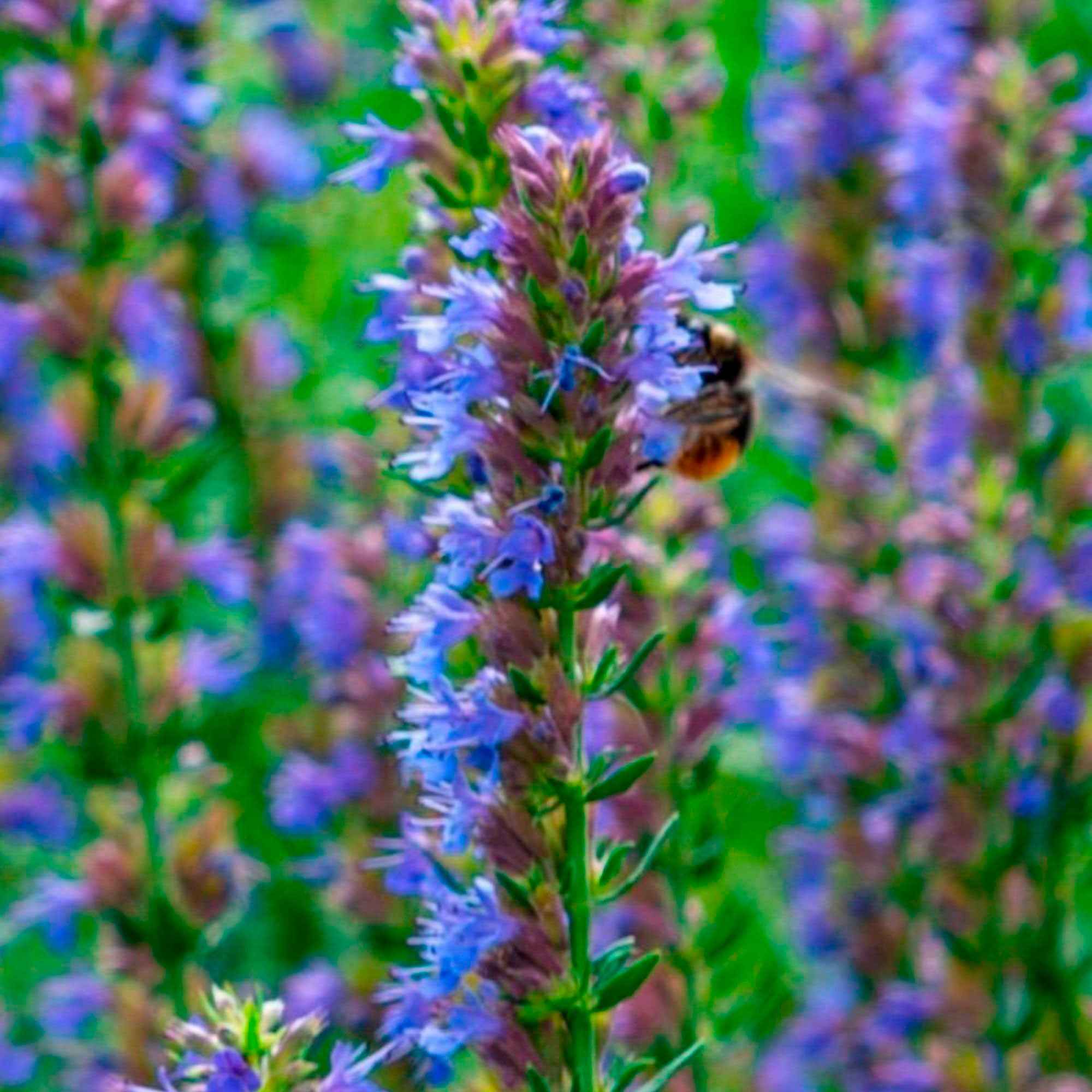 Hysope officinale - Image 2