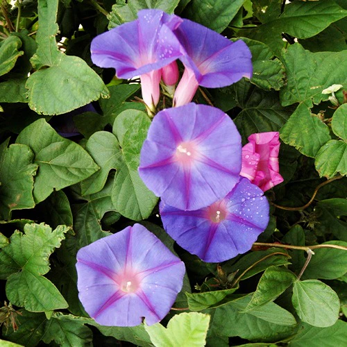 Ipomée à grandes fleurs - Image 2