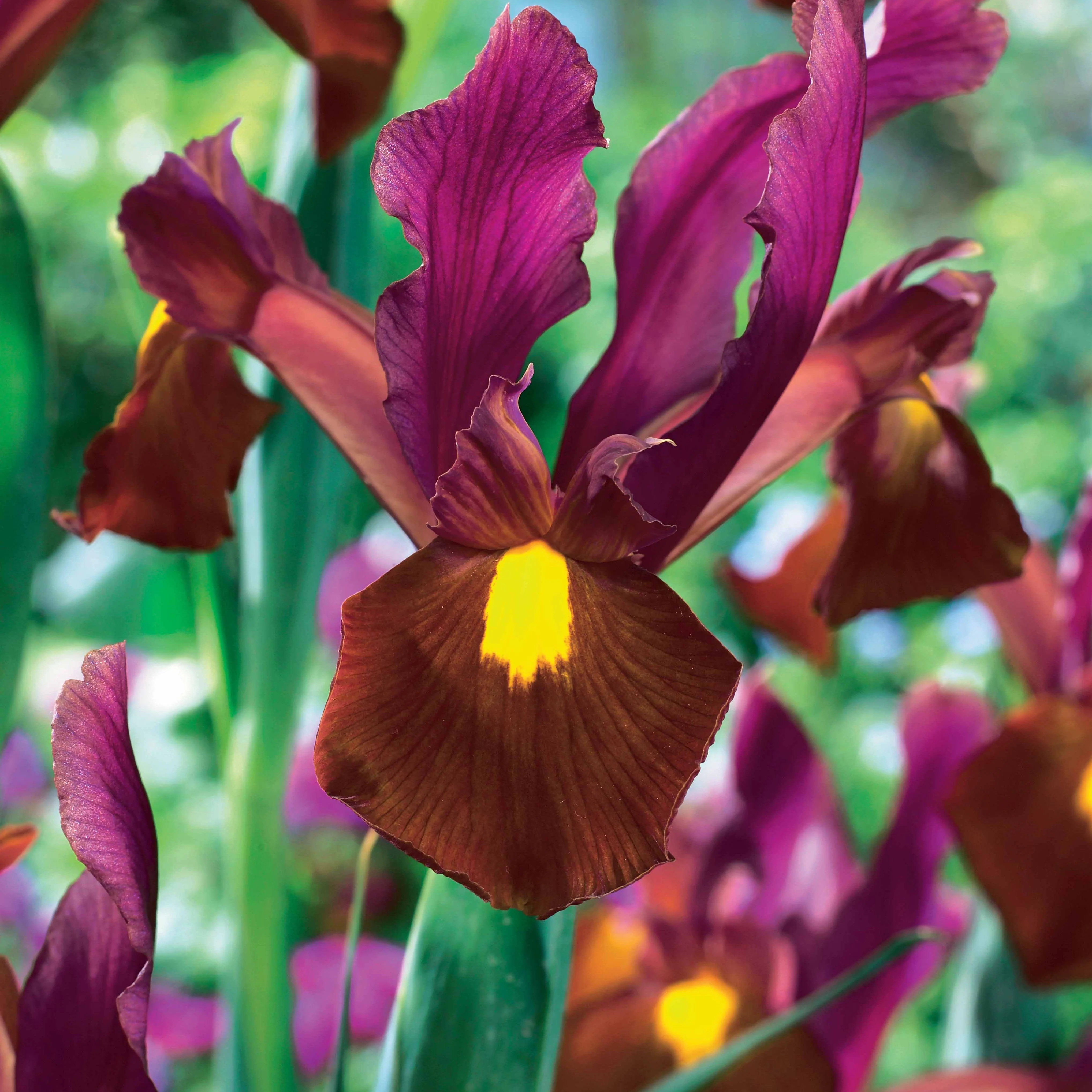 20 Iris de Hollande Braise rouge - Image 2