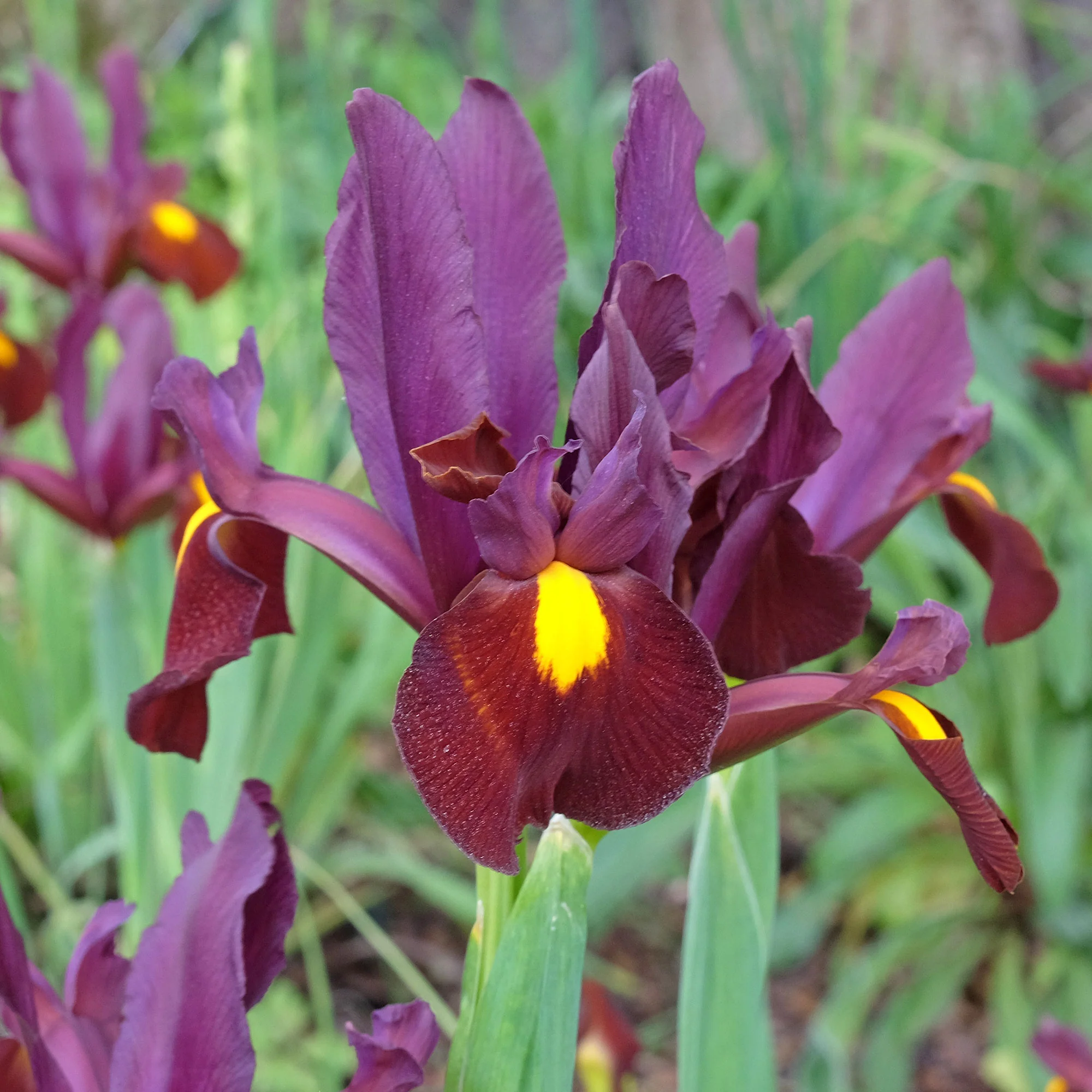 20 Iris de Hollande Braise rouge - Image 3