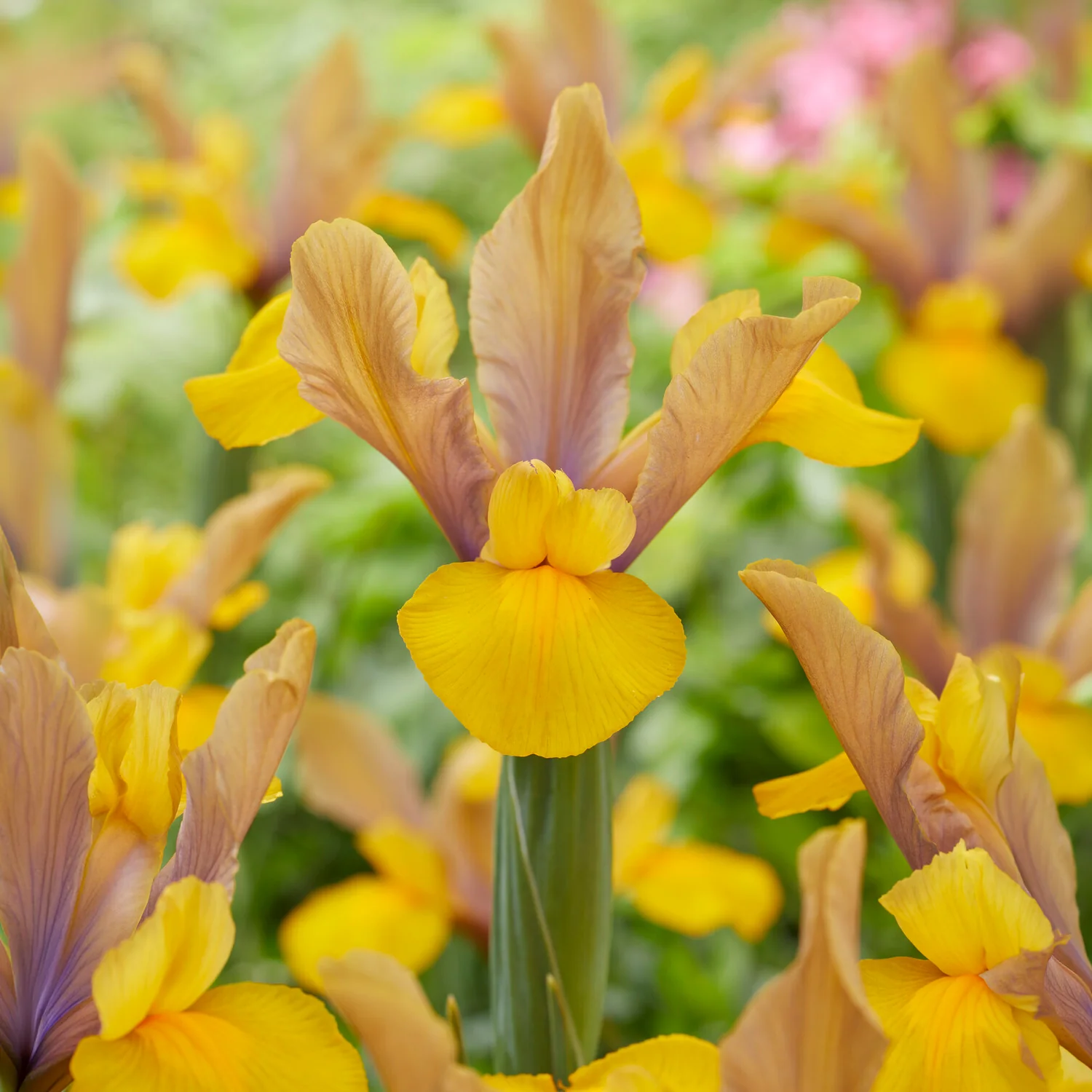 10 Iris de Hollande Bronze Perfection - Image 2