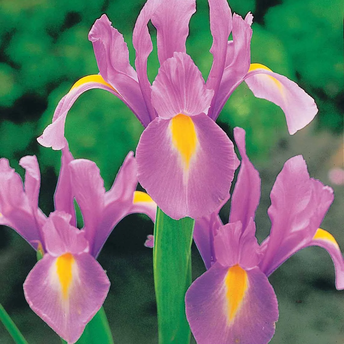 40 Iris de Hollande colorés en mélange - Image 3