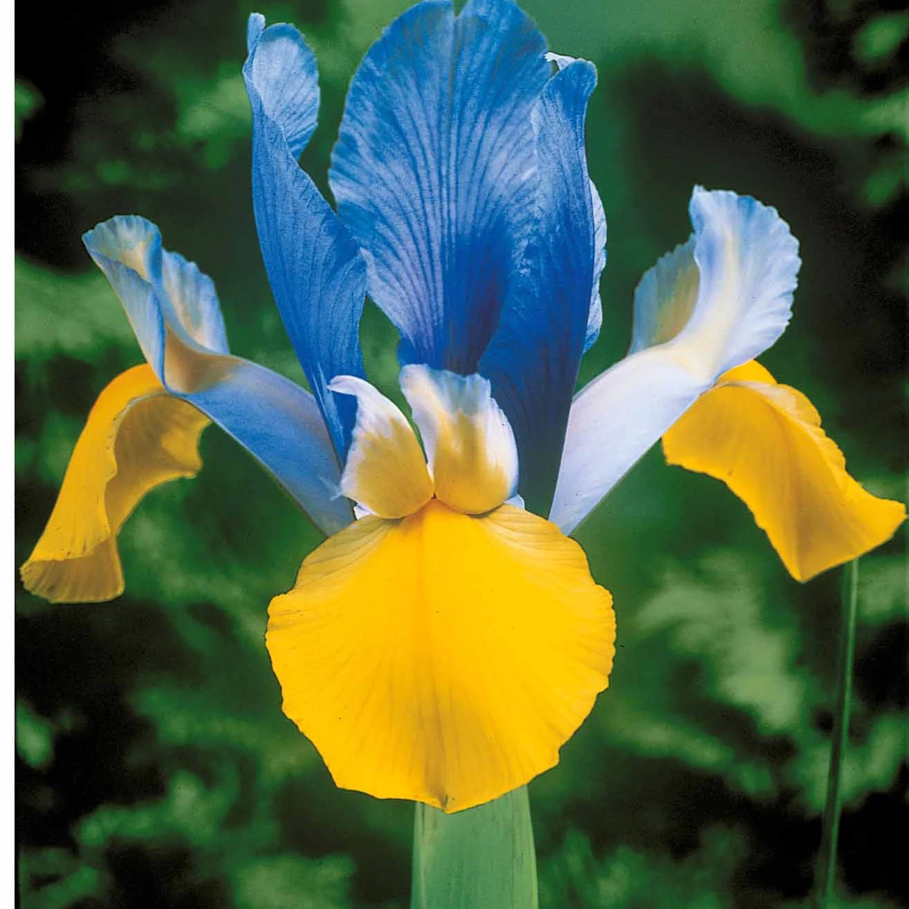40 Iris de Hollande colorés en mélange - Image 4