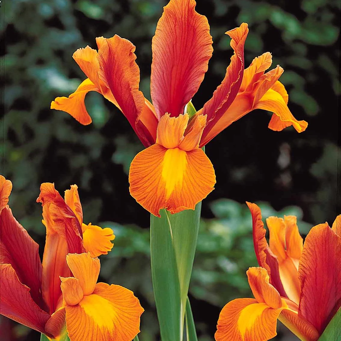 40 Iris de Hollande colorés en mélange - Image 5
