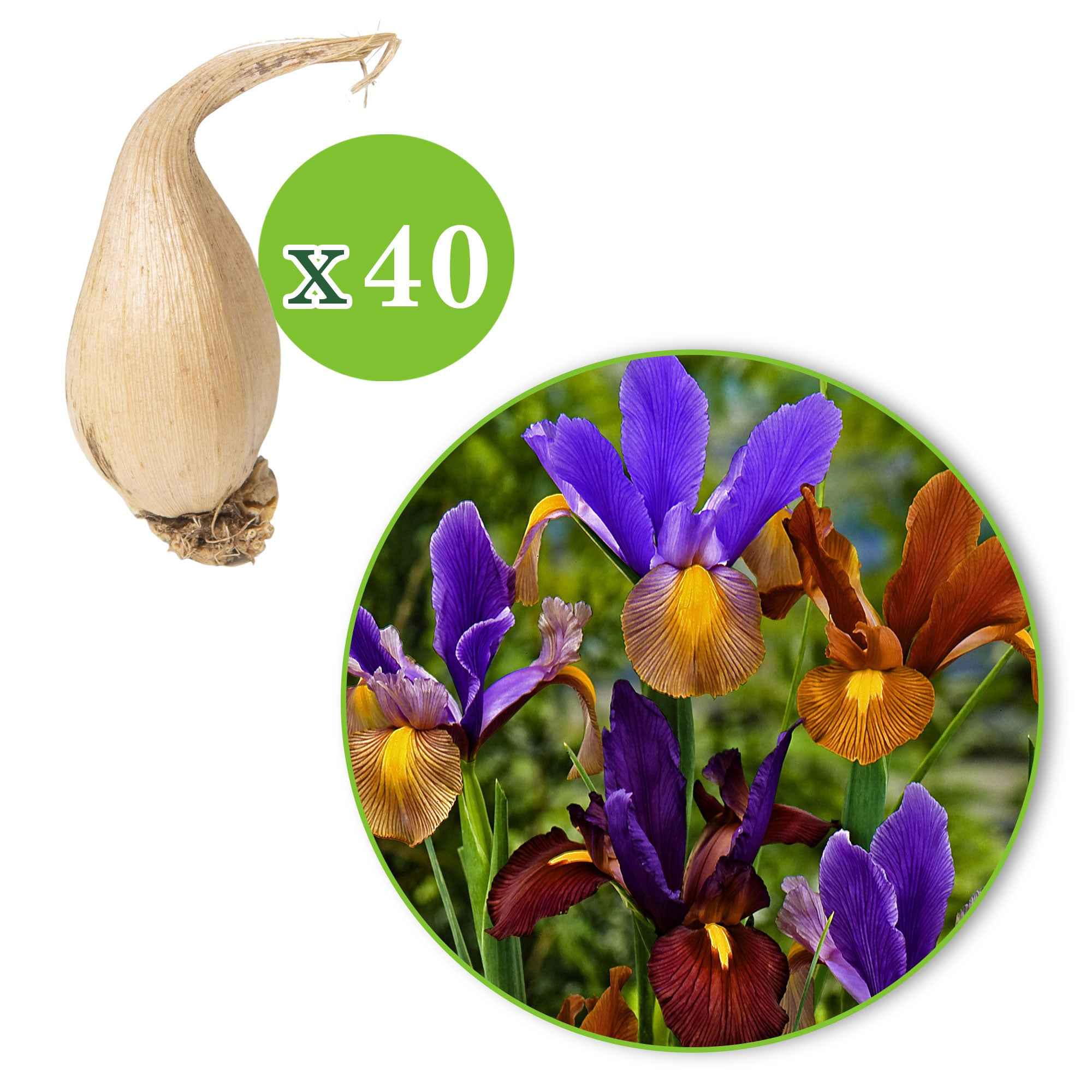40 Iris de Hollande Tiger en mélange - Image 3