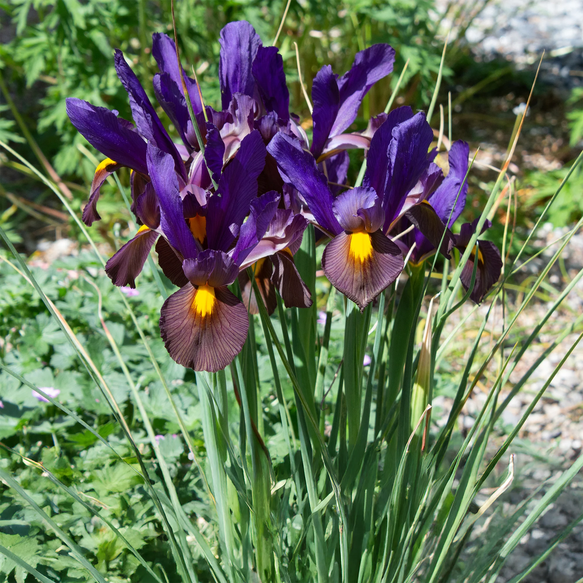 10 Iris de Hollande Tiger Eyes - Image 2