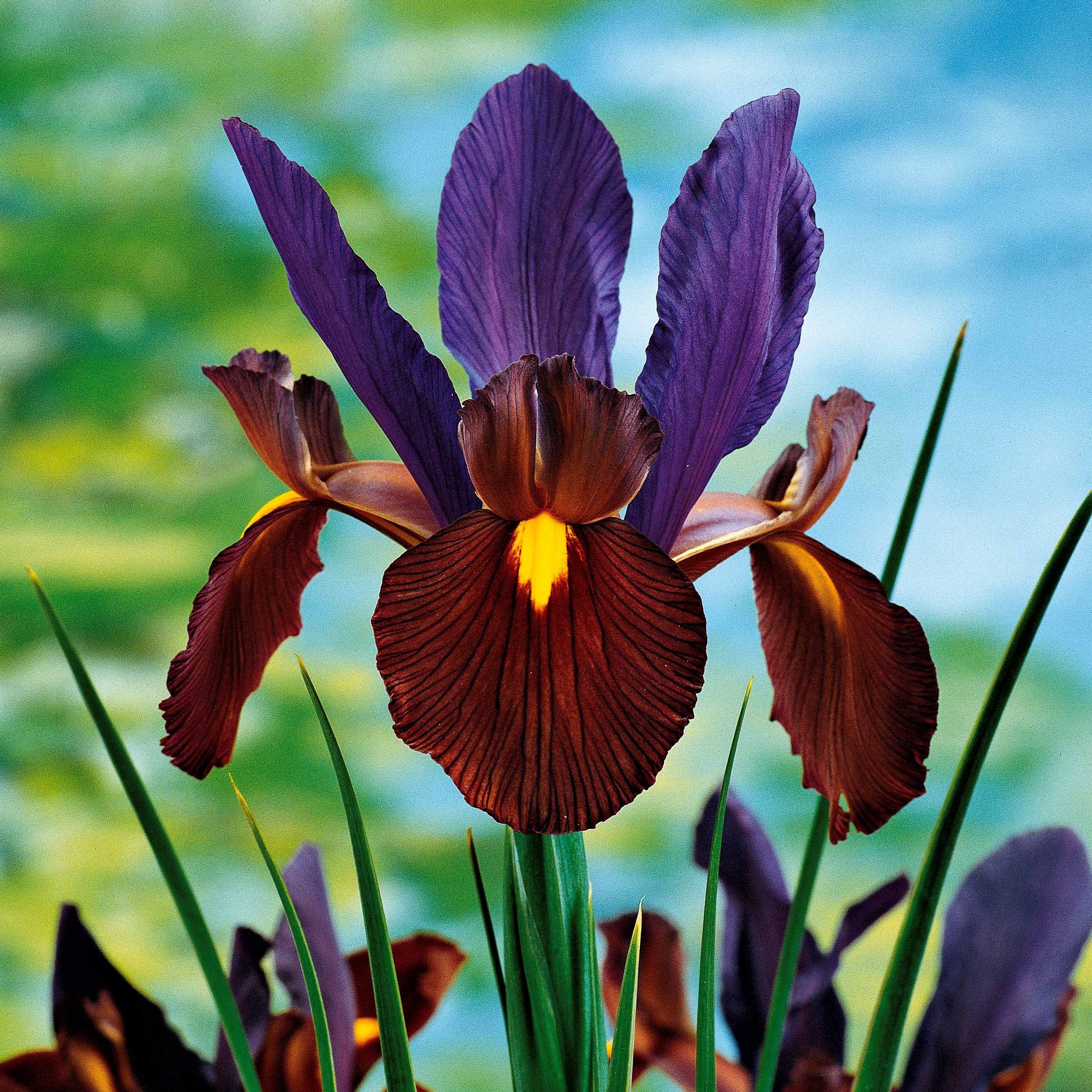 10 Iris de Hollande Tiger Eyes - Image 3