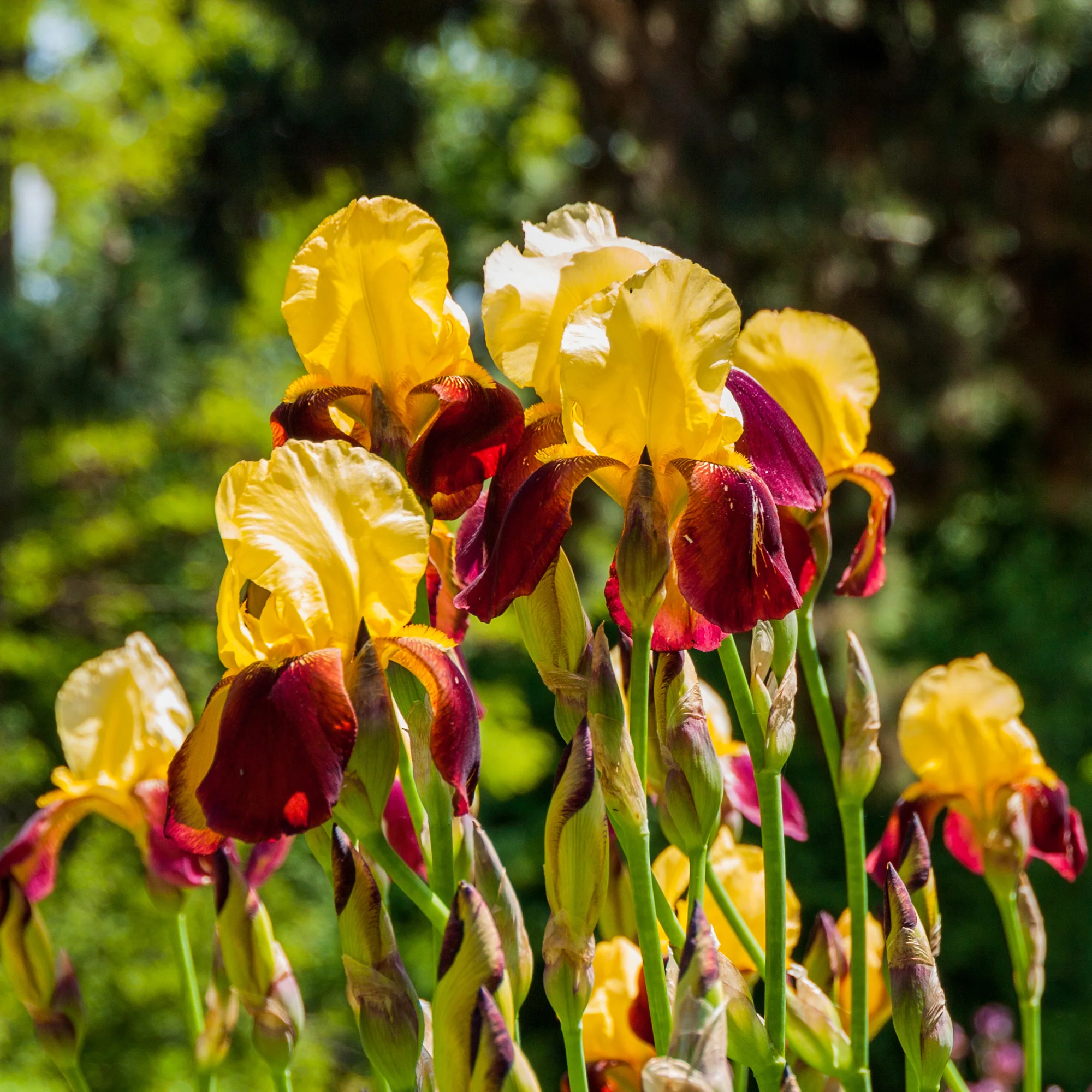 Iris de jardin Accent Variegata