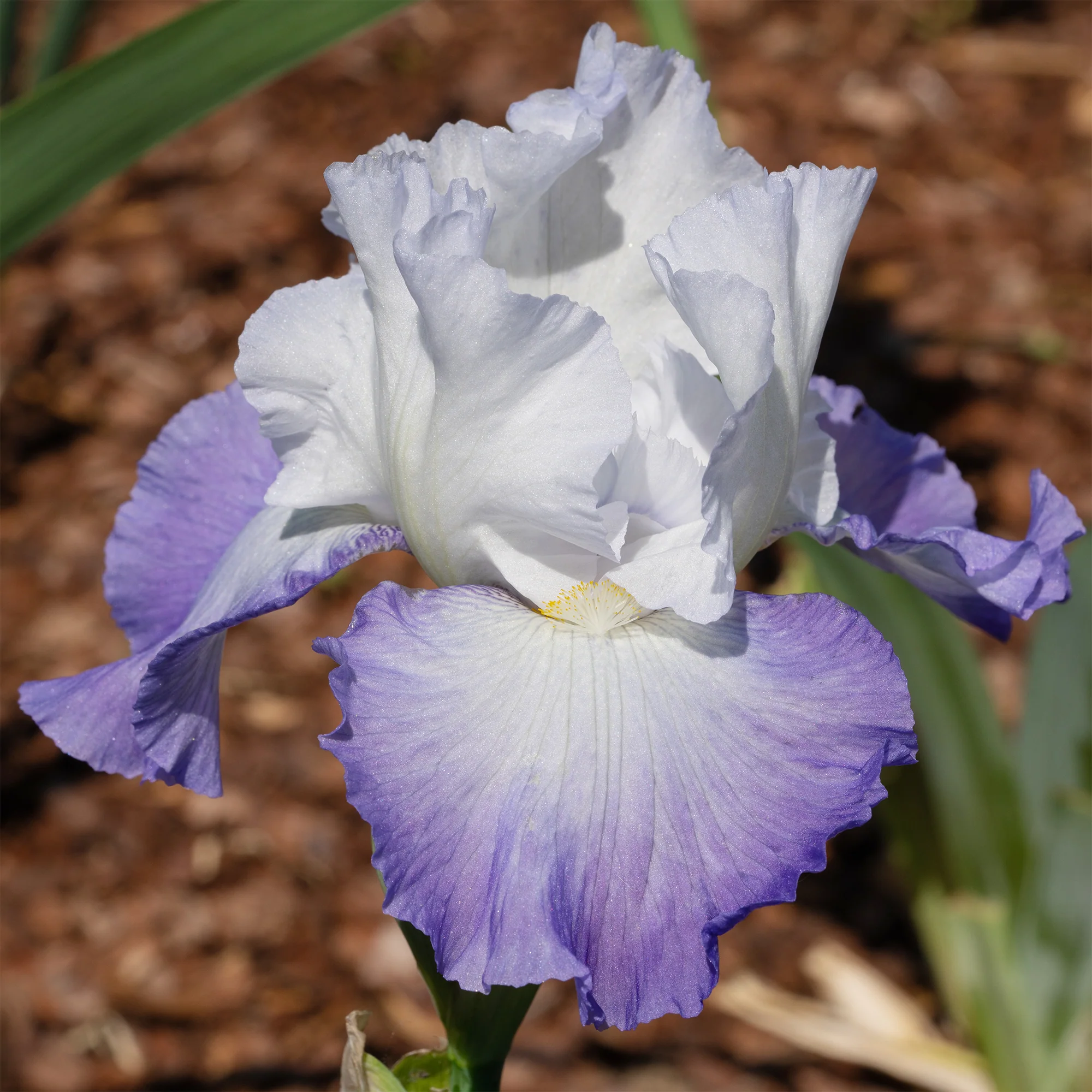 Iris de jardin Alizés