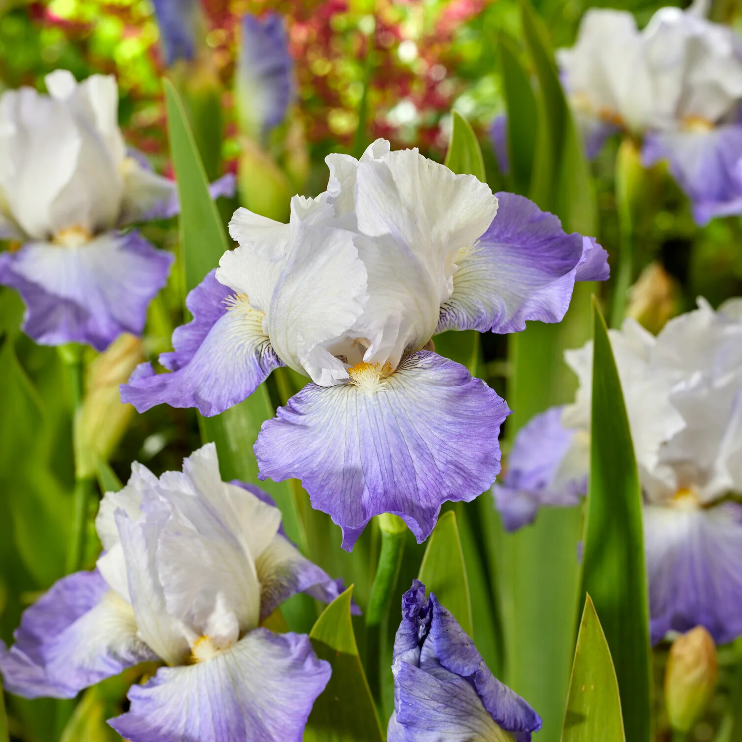 Iris de jardin Alizés - Image 2