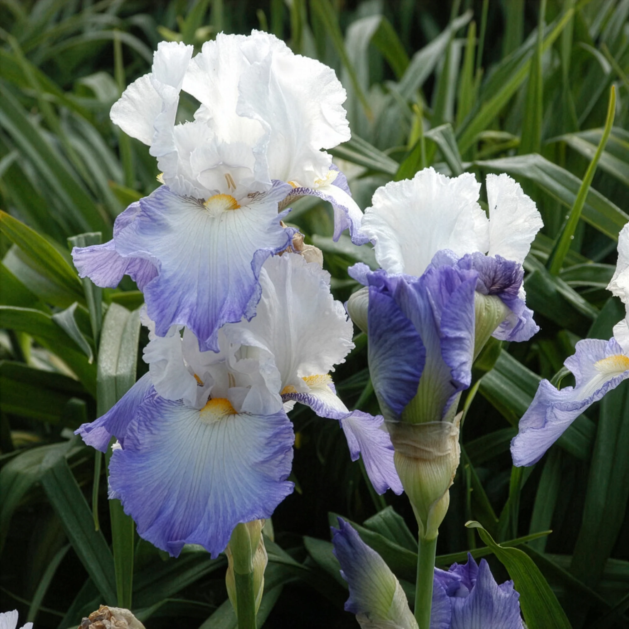 Iris de jardin Alizés - Image 3