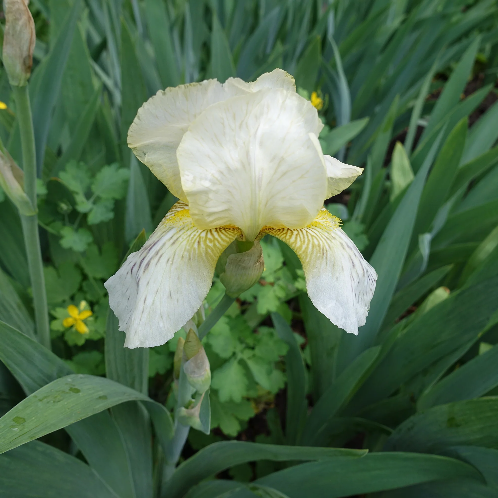 Iris de jardin Buffy