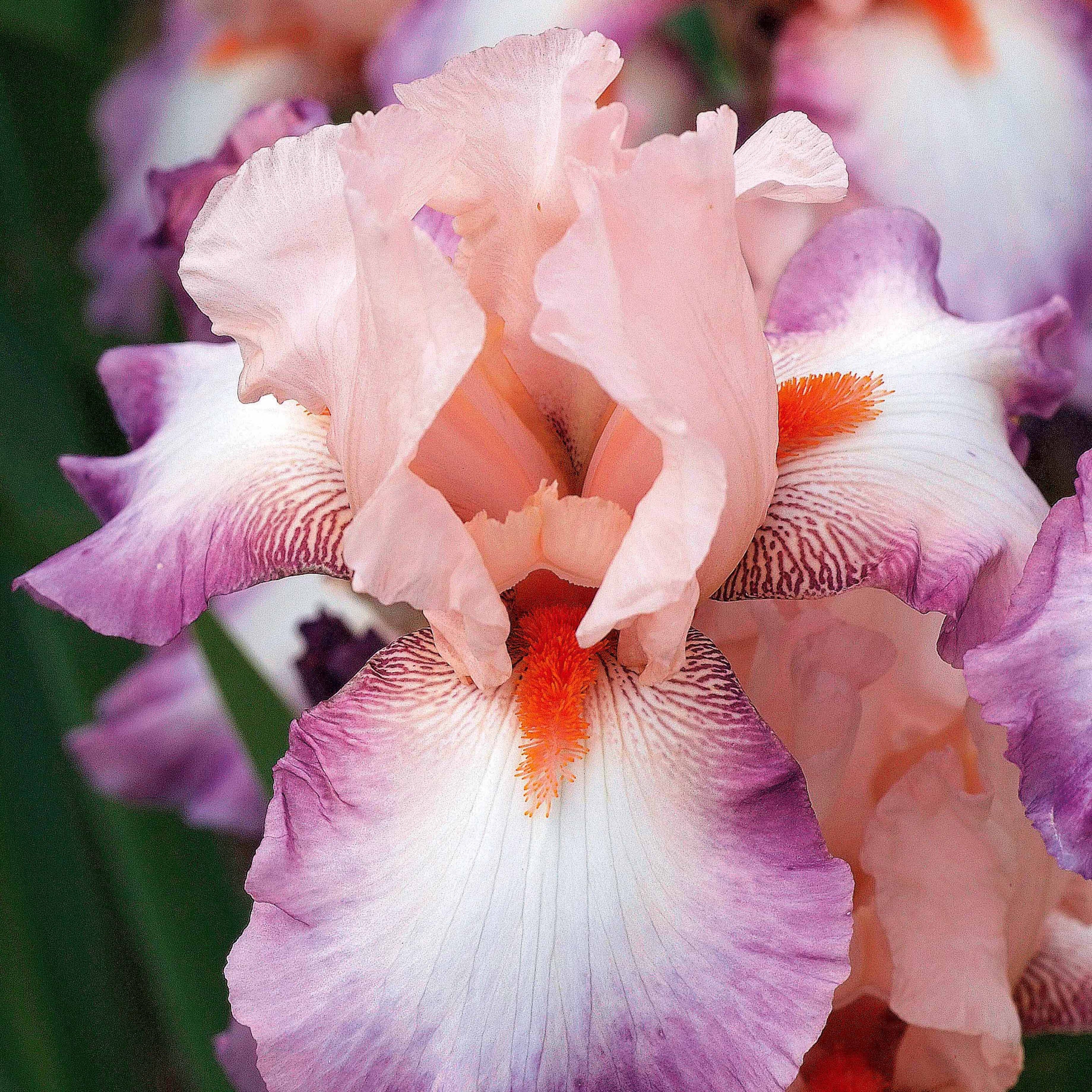 2 Iris de jardin Poésie