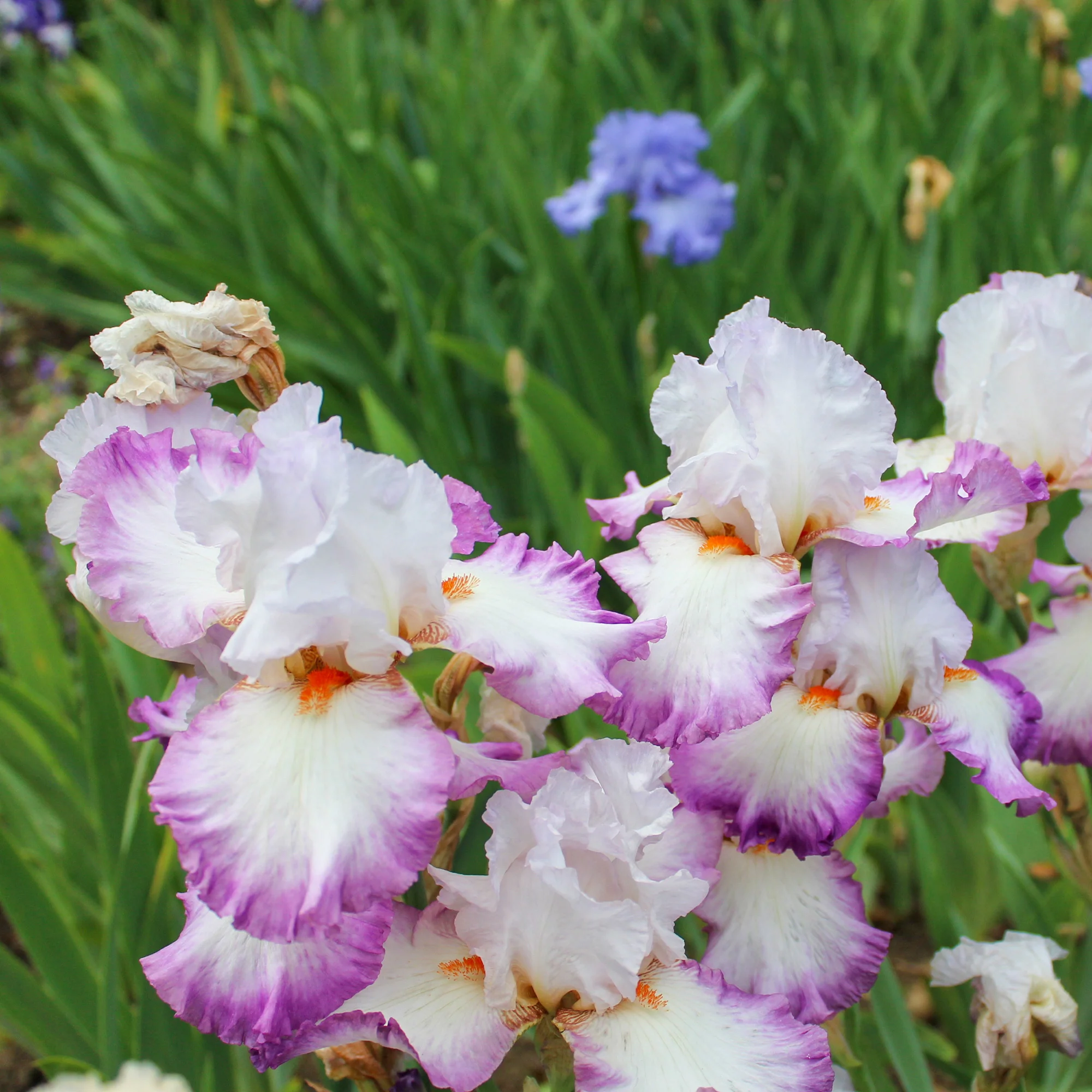 2 Iris de jardin Poésie - Image 2