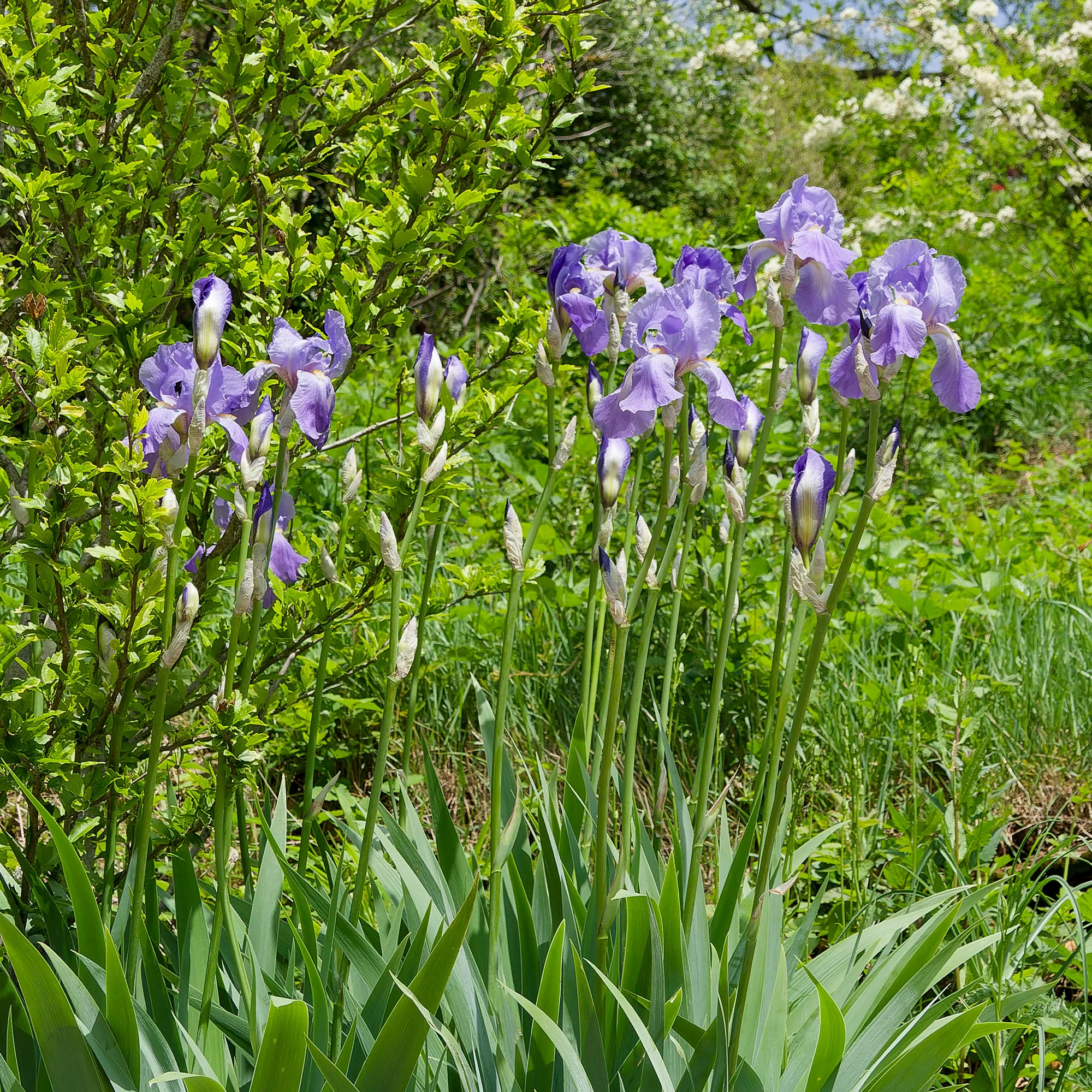 3 Iris de jardin remontant Lovely again - Image 2