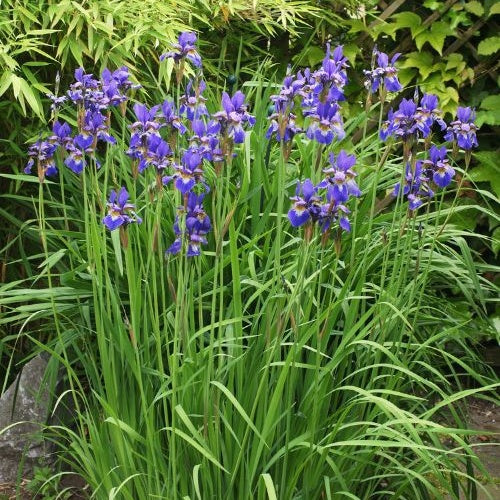 Iris de Sibérie - Image 2