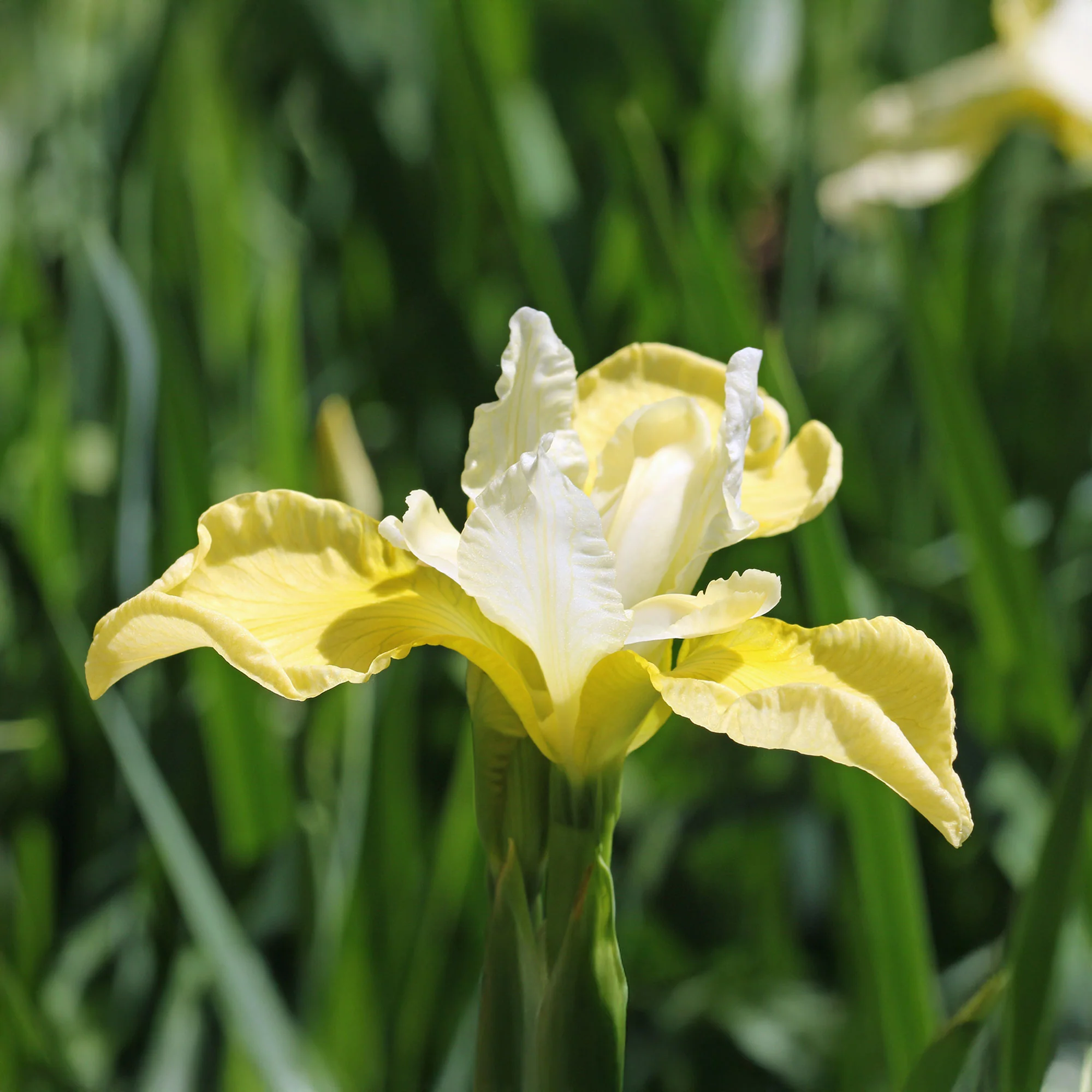 Iris de Sibérie Butter and Sugar - Image 3