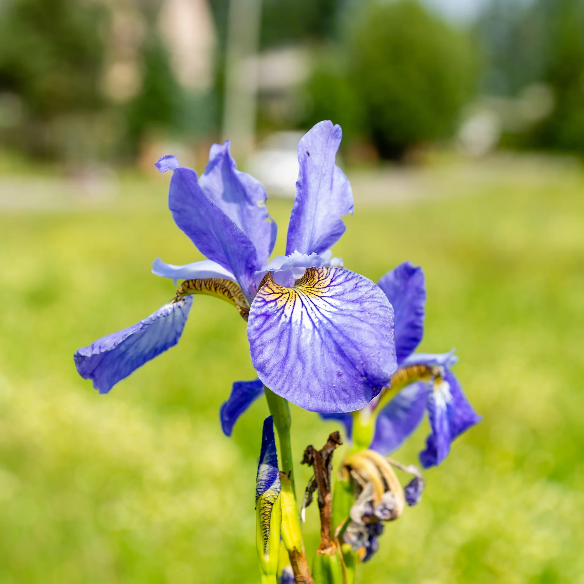 Iris de Sibérie Fran's Gold ®