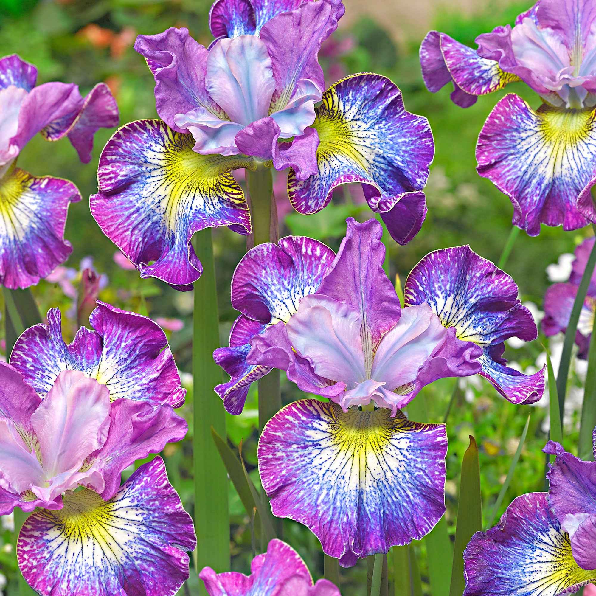 3 Iris de Sibérie How Audacious - Image 2