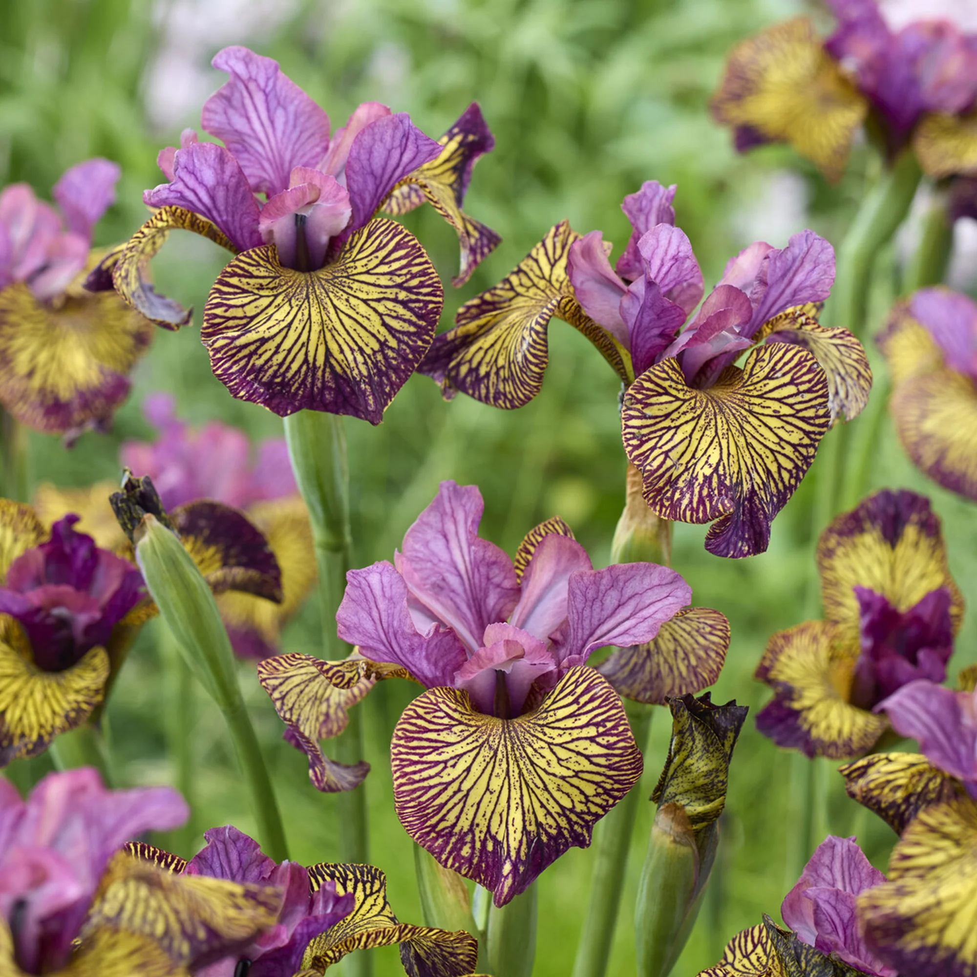 Iris de Sibérie Juniper Leigh - Image 2