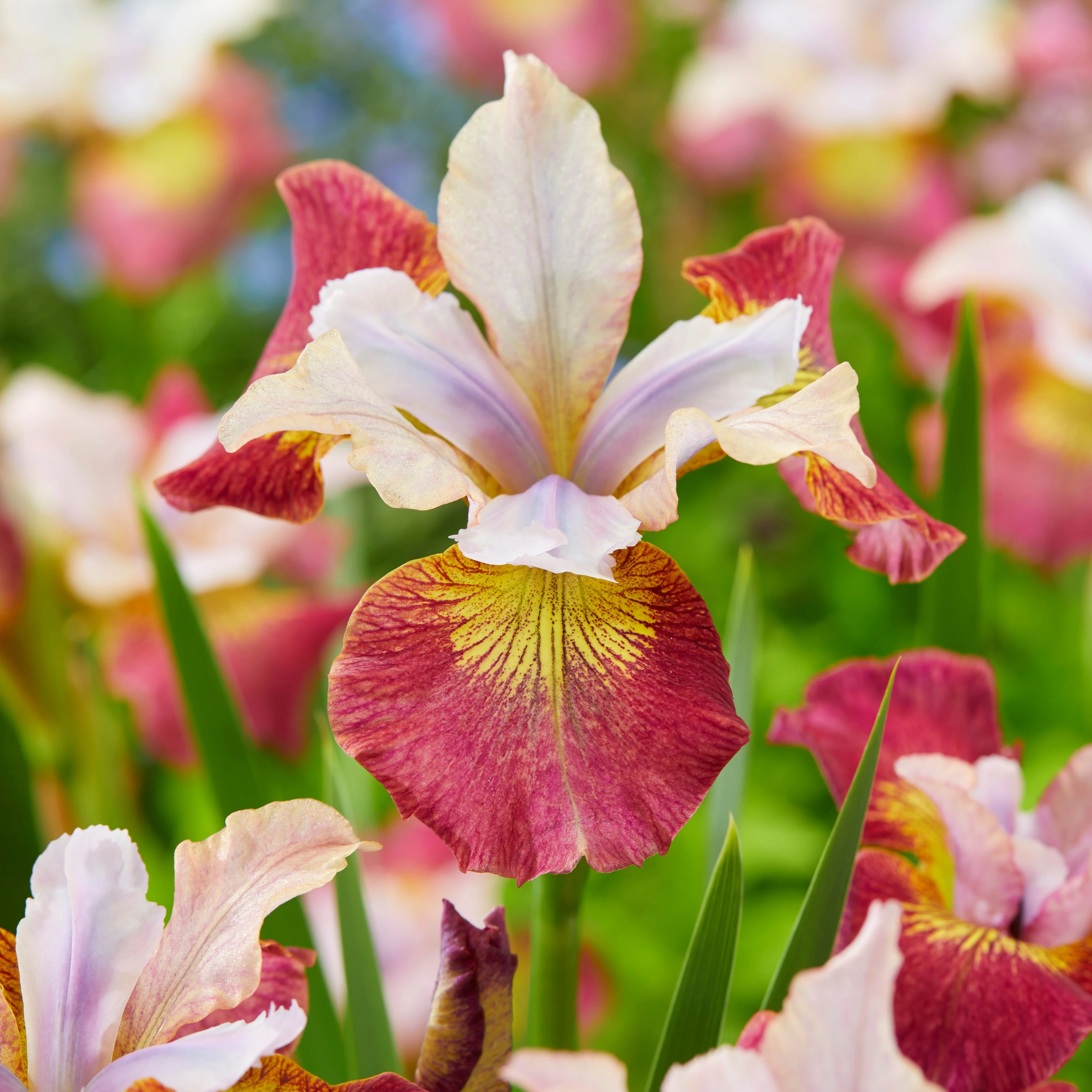 3 Iris de Sibérie Sugar Rush