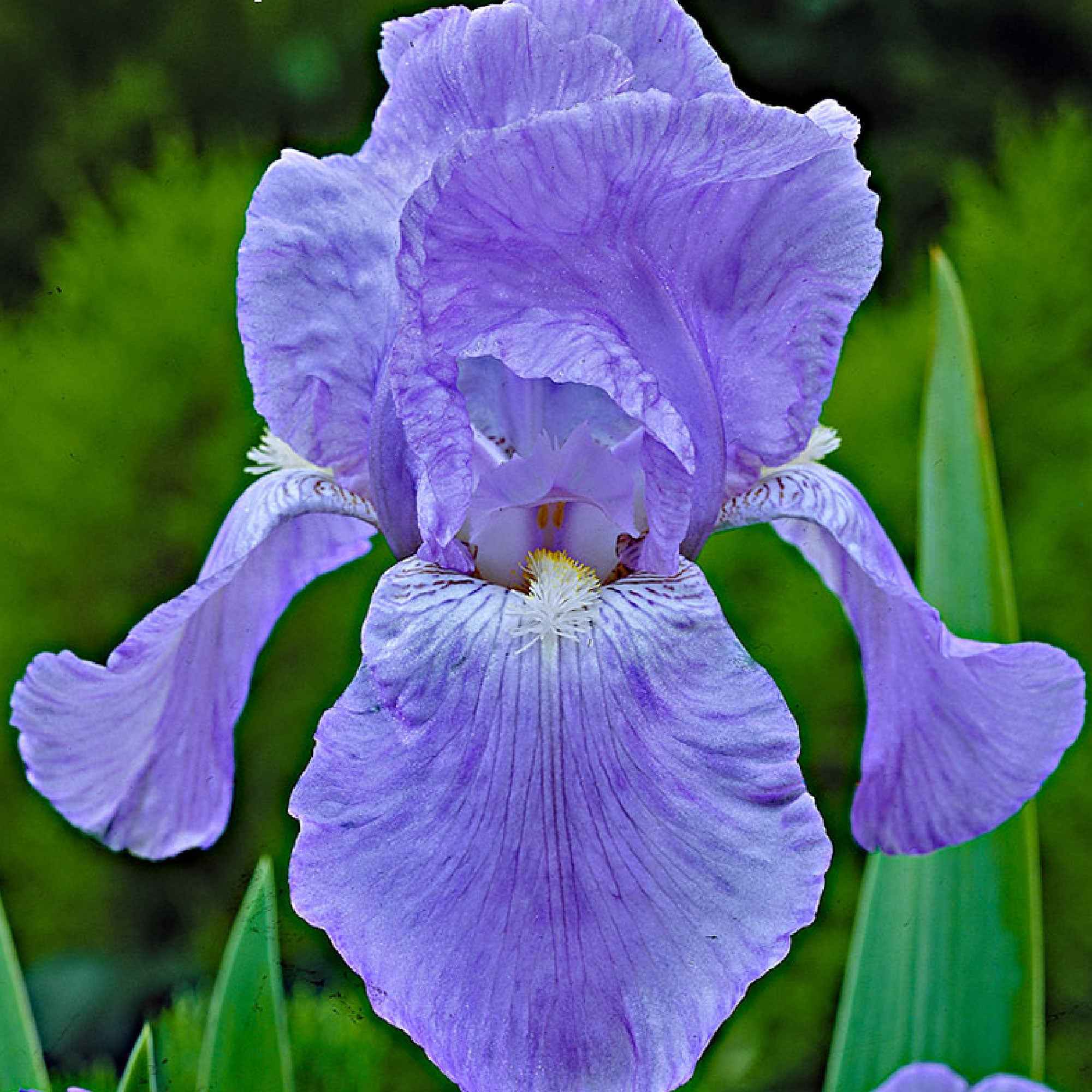 5 Iris des jardins Magic Melange en mélange - Image 4