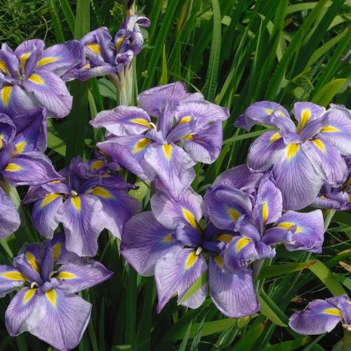 Iris du Japon
