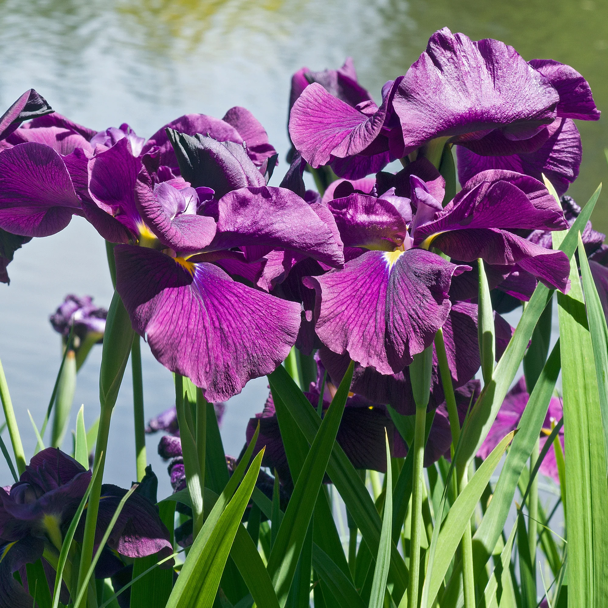 Iris du Japon Variegata