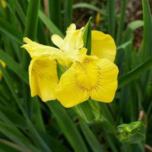 Iris des marais - Image 4