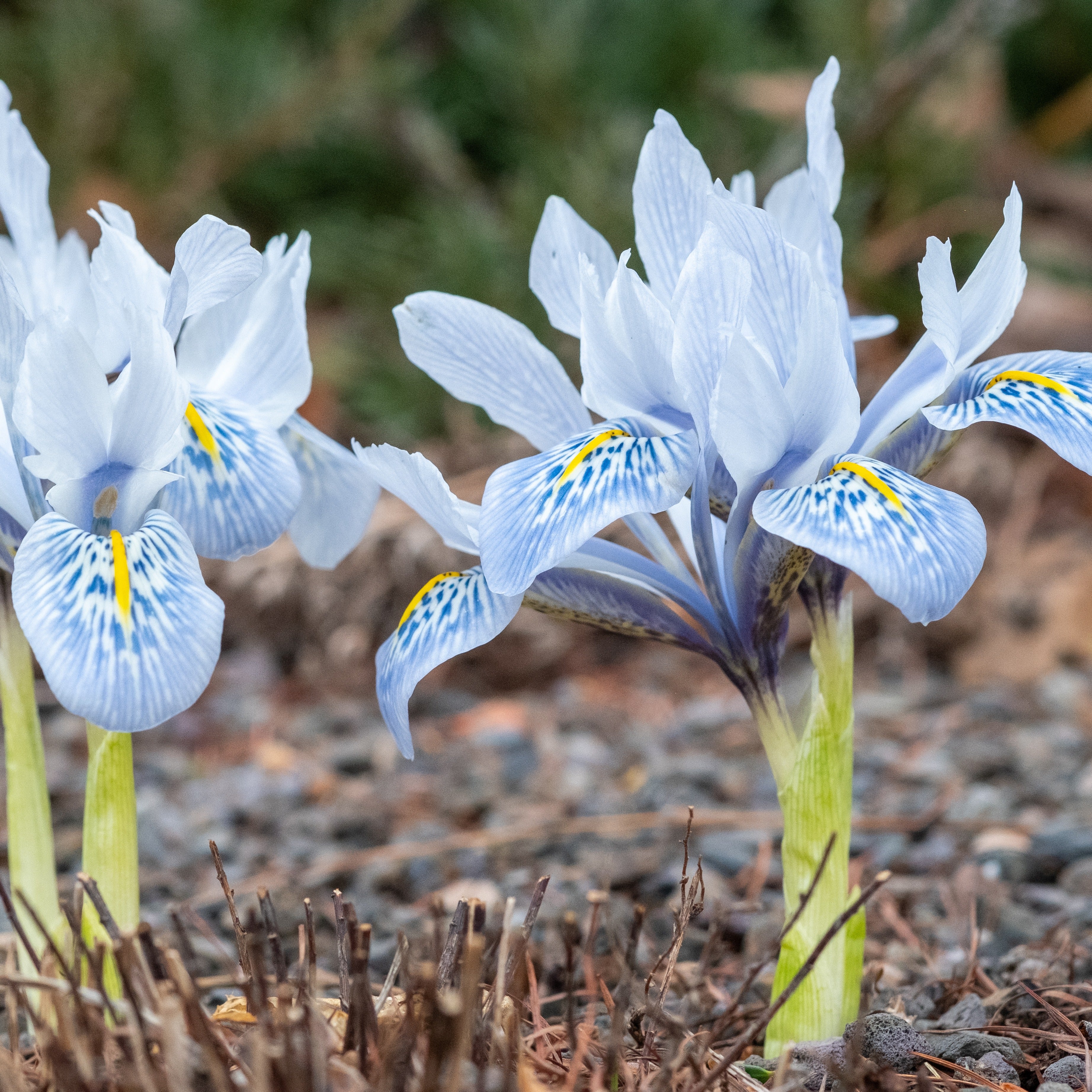 10 Iris reticulé Katherine Hodgkin - Image 3
