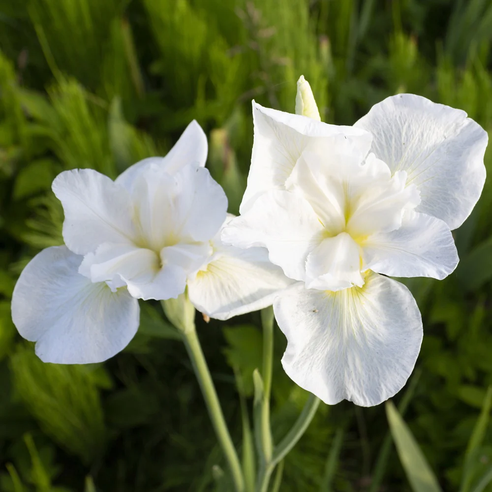 Iris sibirica Swans in Flight