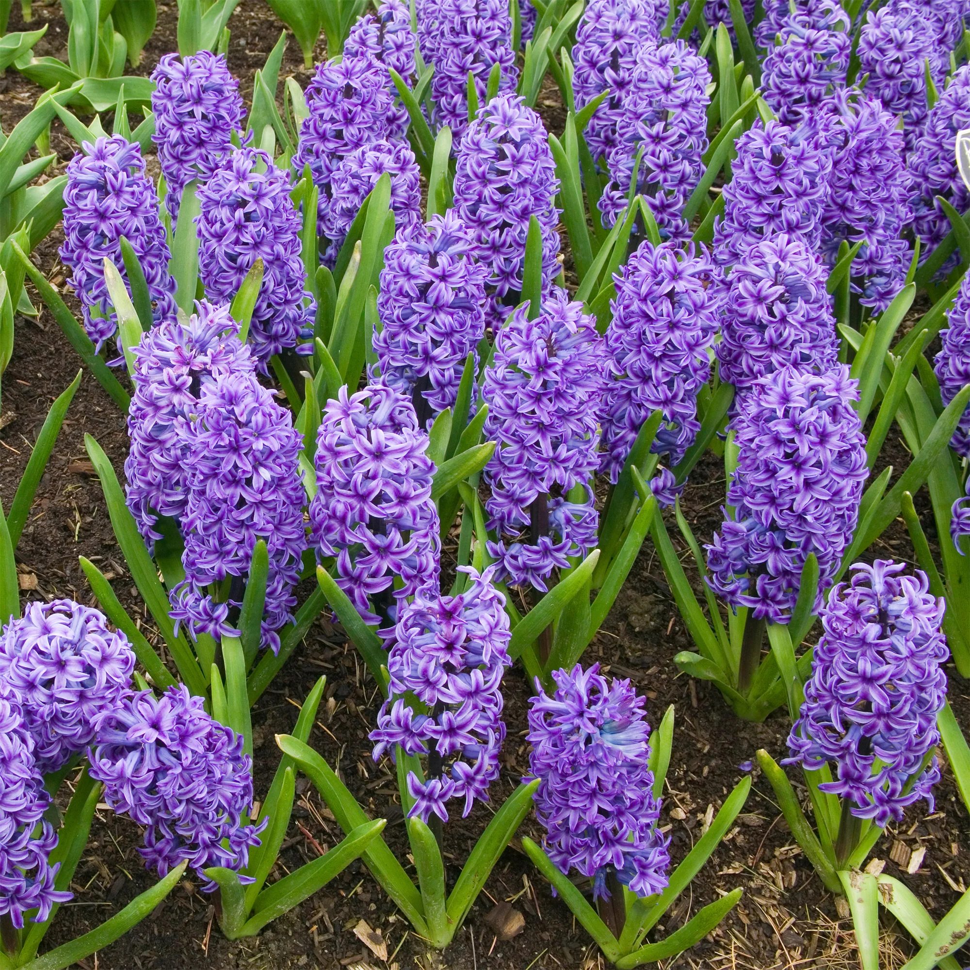 Jacinthe Blue Jacket - Image 2
