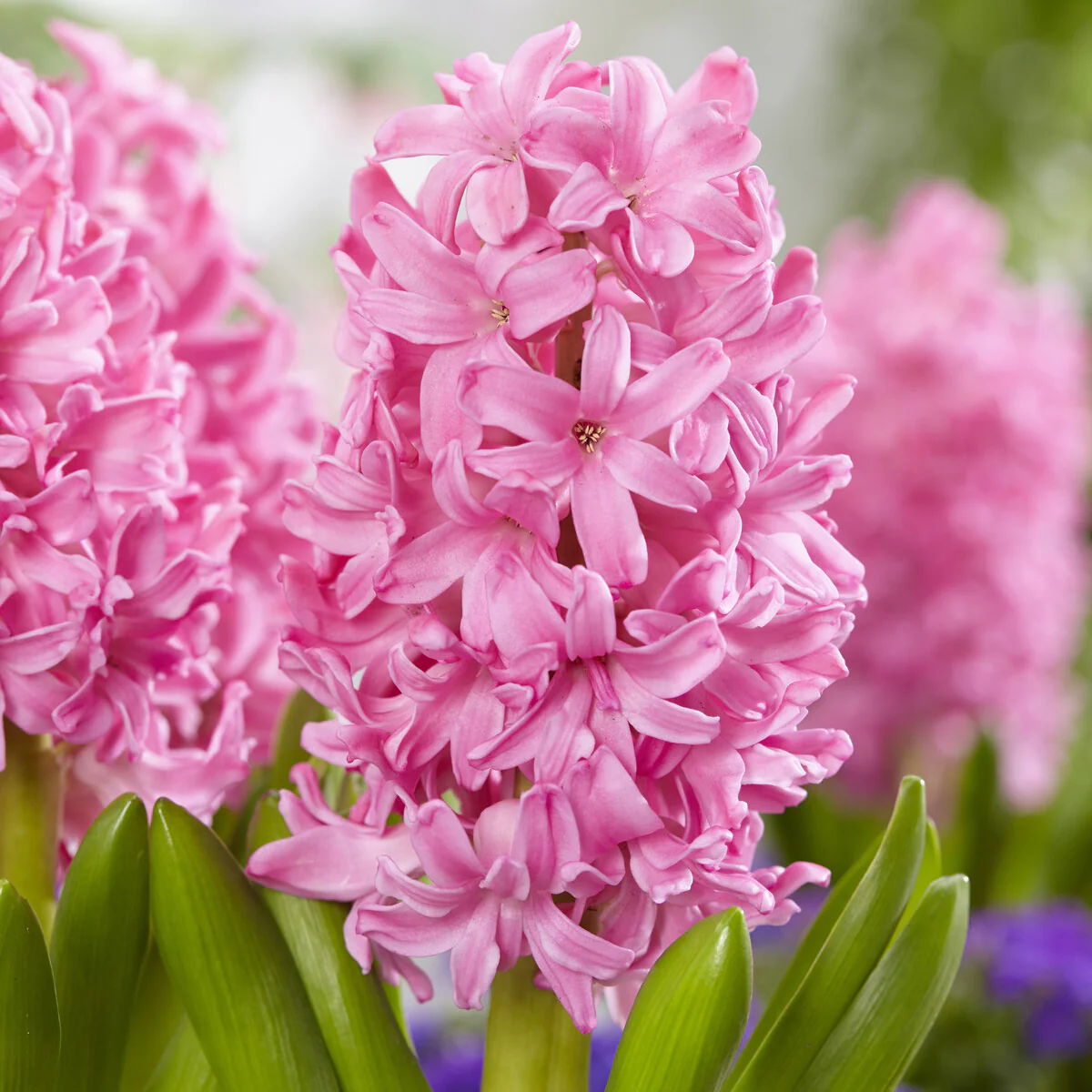 Jacinthe Pink Pearl