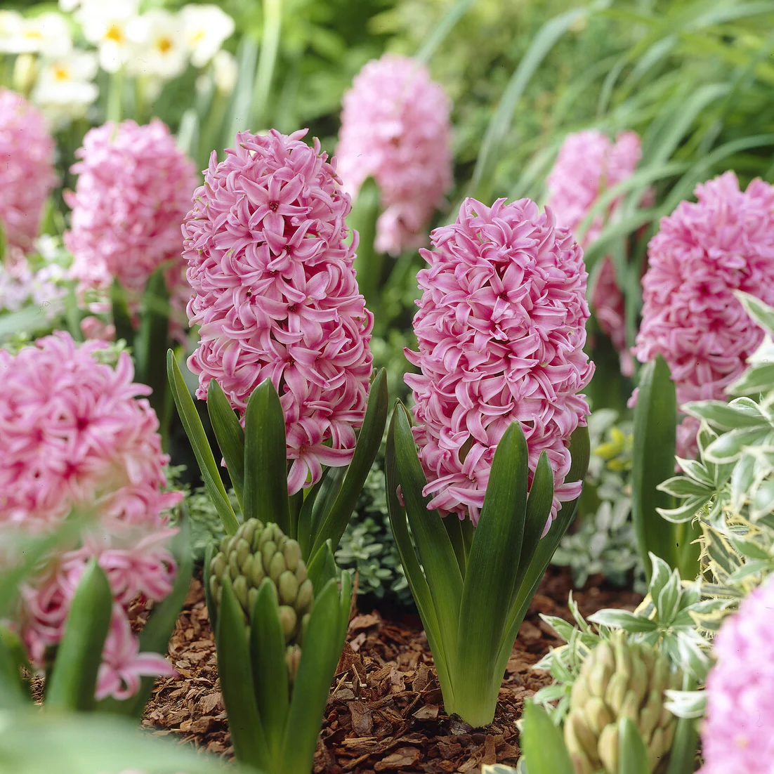 Jacinthe Pink Pearl - Image 3