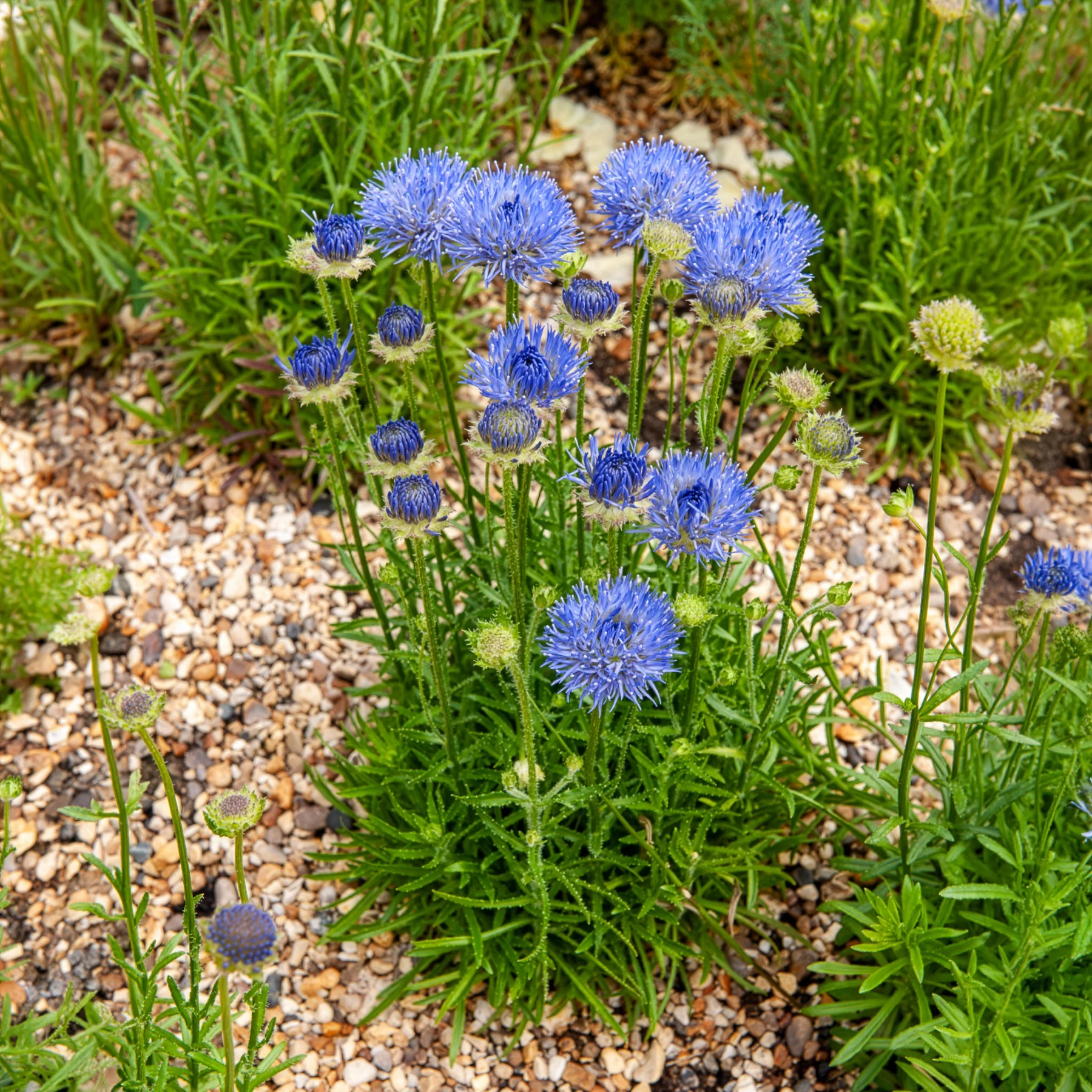 Jasione lisse Blaulicht