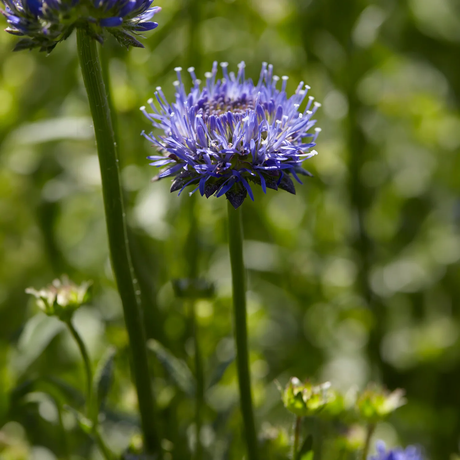 Jasione lisse Blaulicht - Image 2
