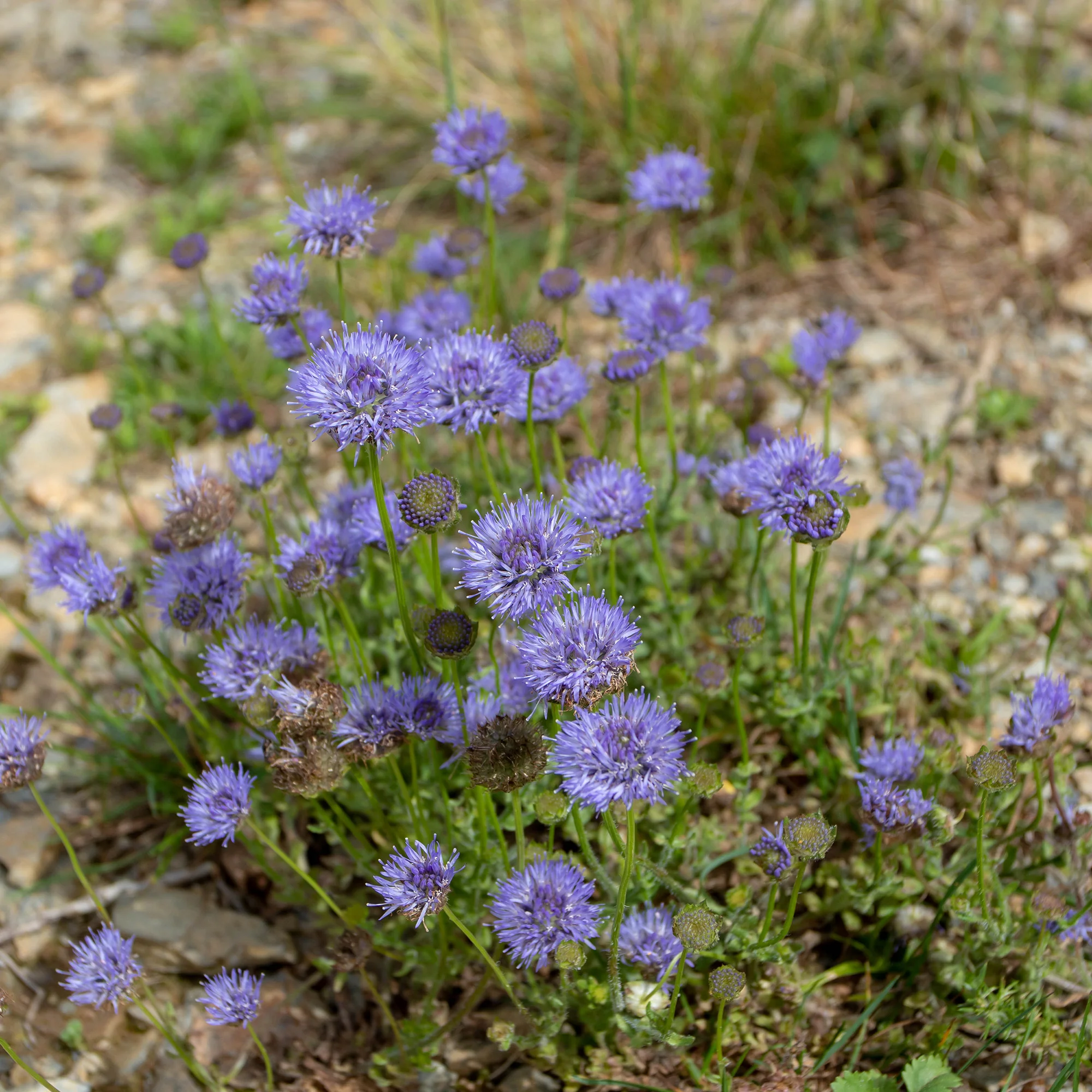 Jasione lisse Blaulicht - Image 3