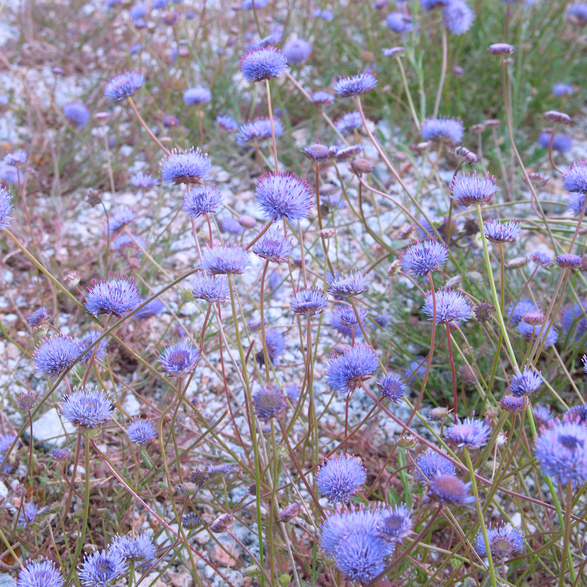 Jasione lisse Blaulicht - Image 4
