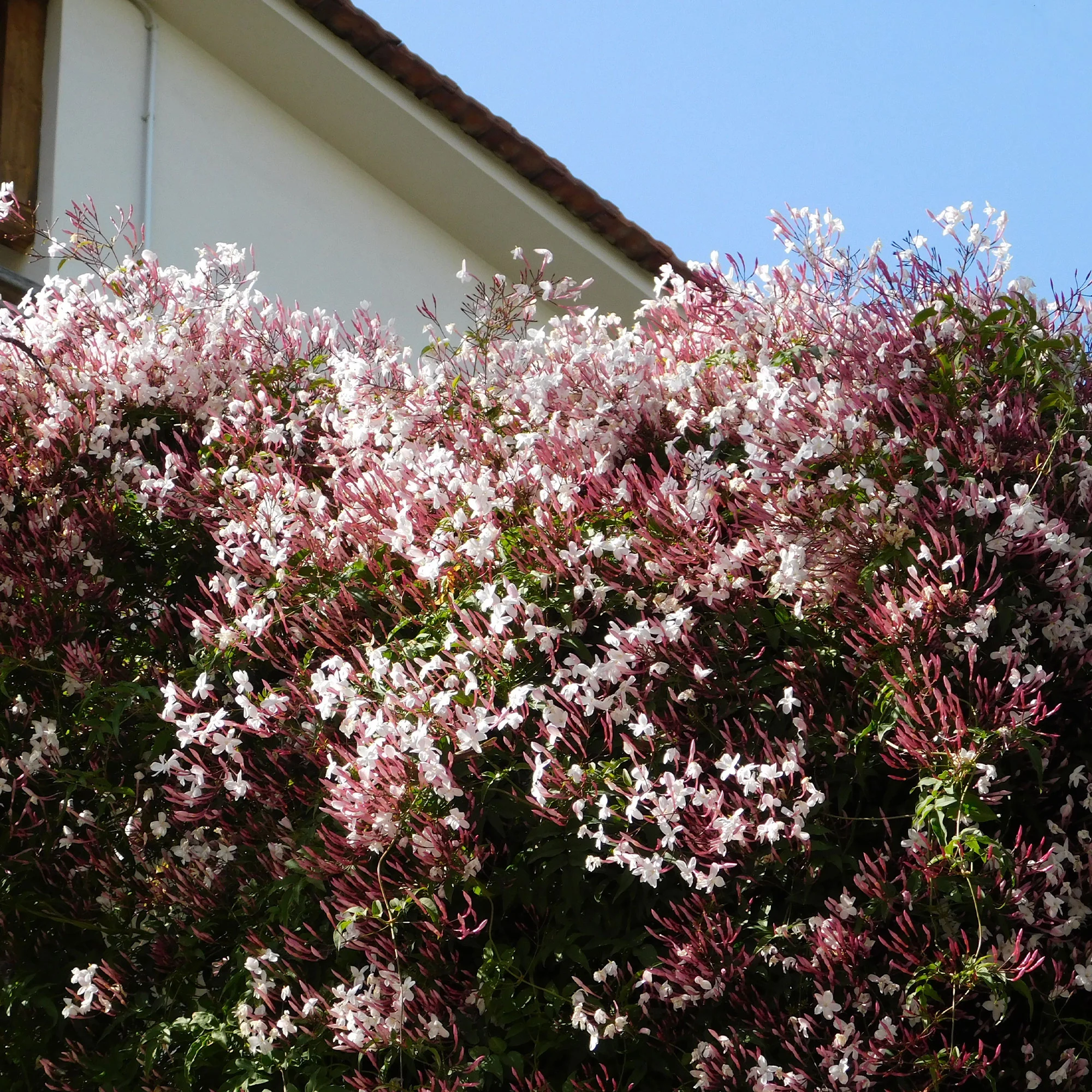 Jasmin blanc d'hiver - Image 2
