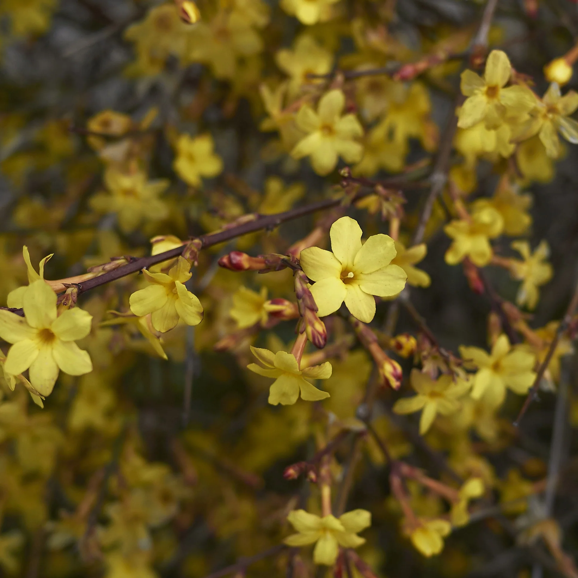 Jasmin d'hiver - Image 5