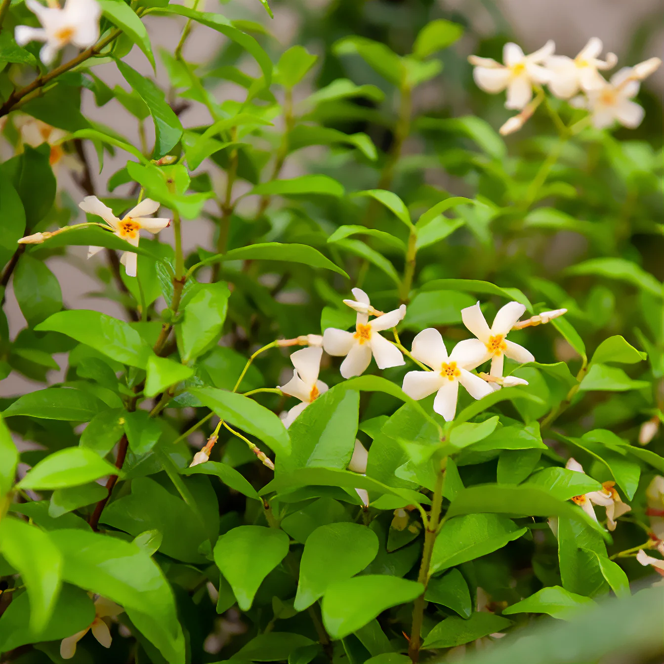 Jasmin étoilé jaune