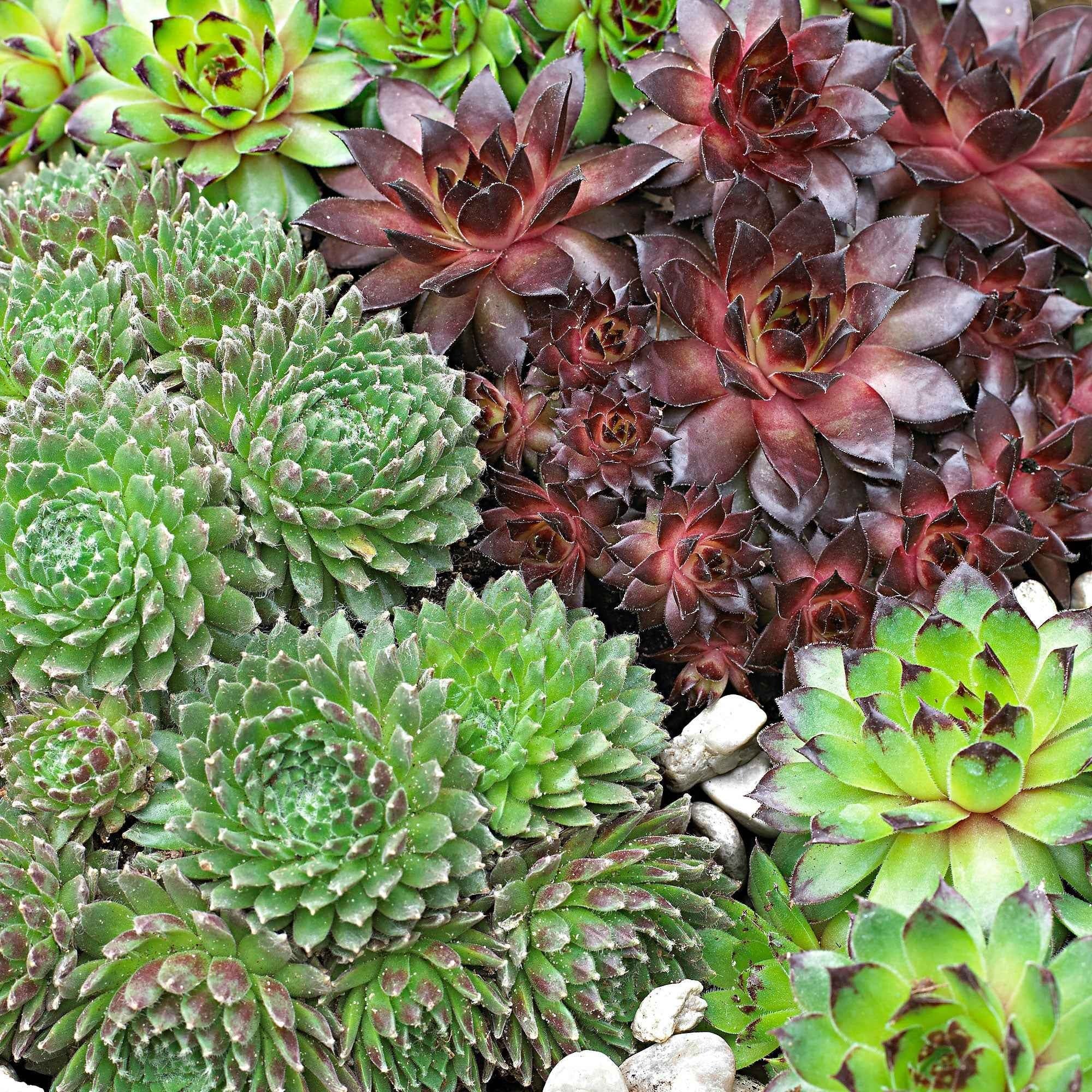 6 Joubarbes en mélange