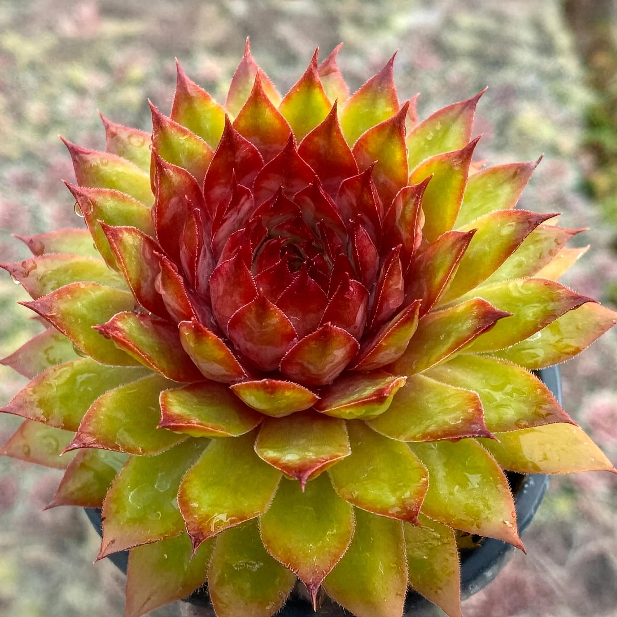 Joubarbe Chick Charms® Pineapple Paradise - Sempervivum