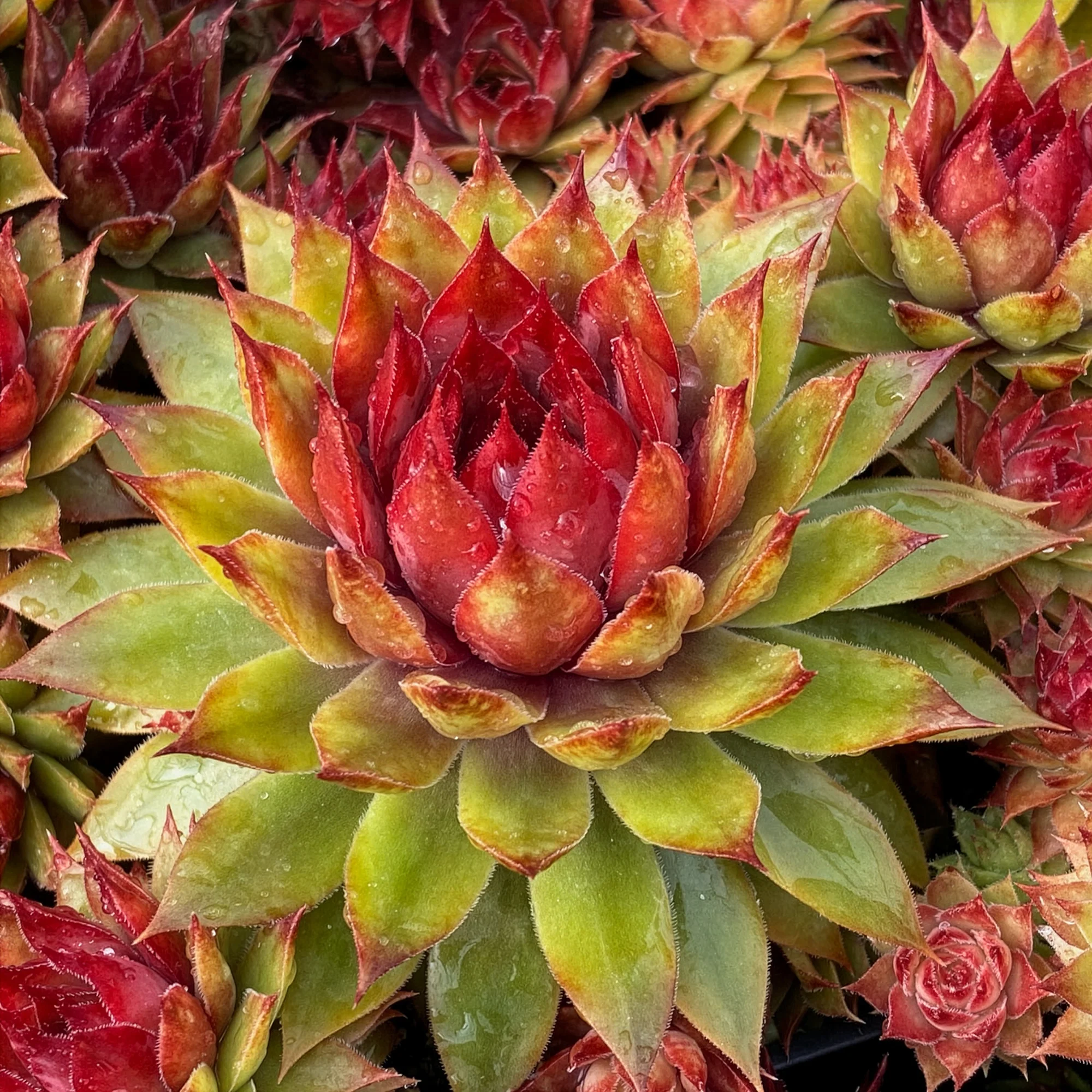 Joubarbe Chick Charms® Pineapple Paradise - Sempervivum - Image 2