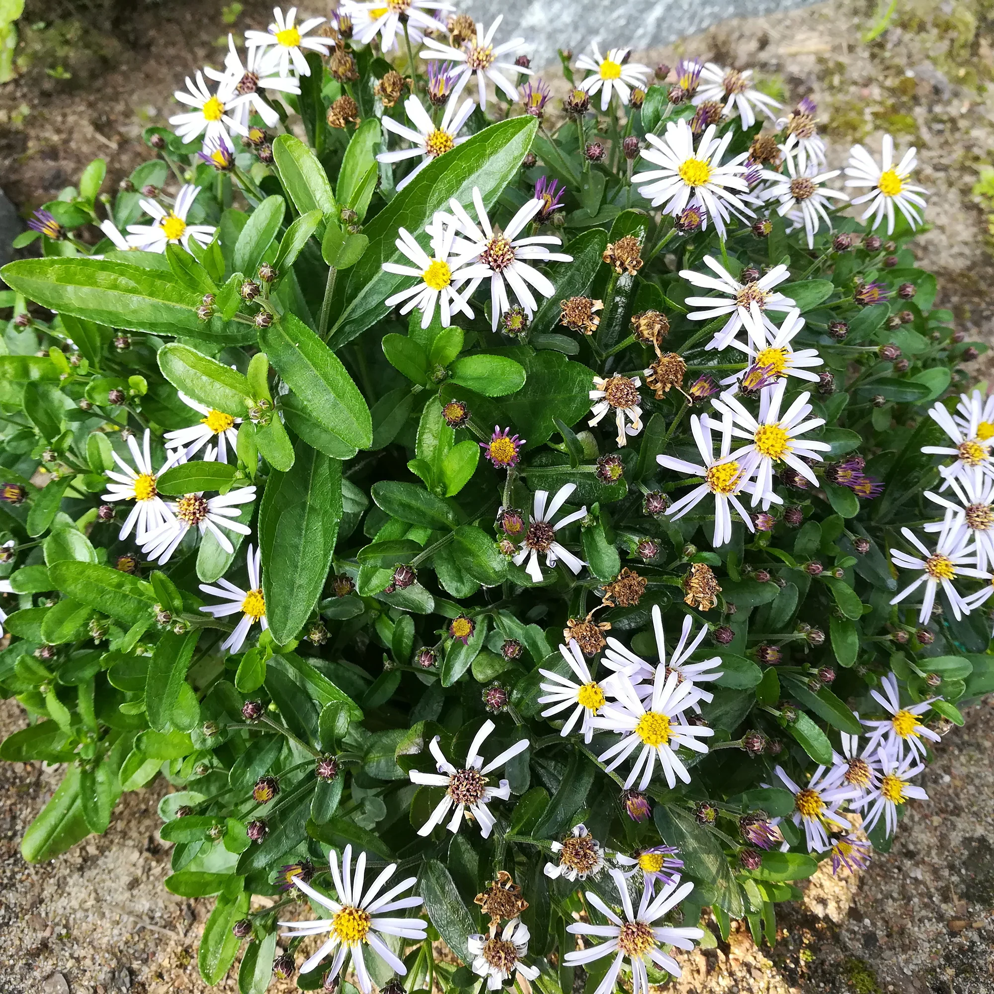 Kaliméris Nana Blue