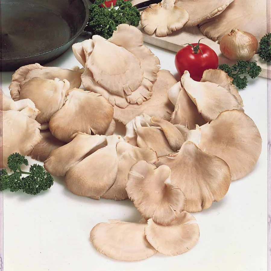 Kit de culture champignon Pleurote - Image 2