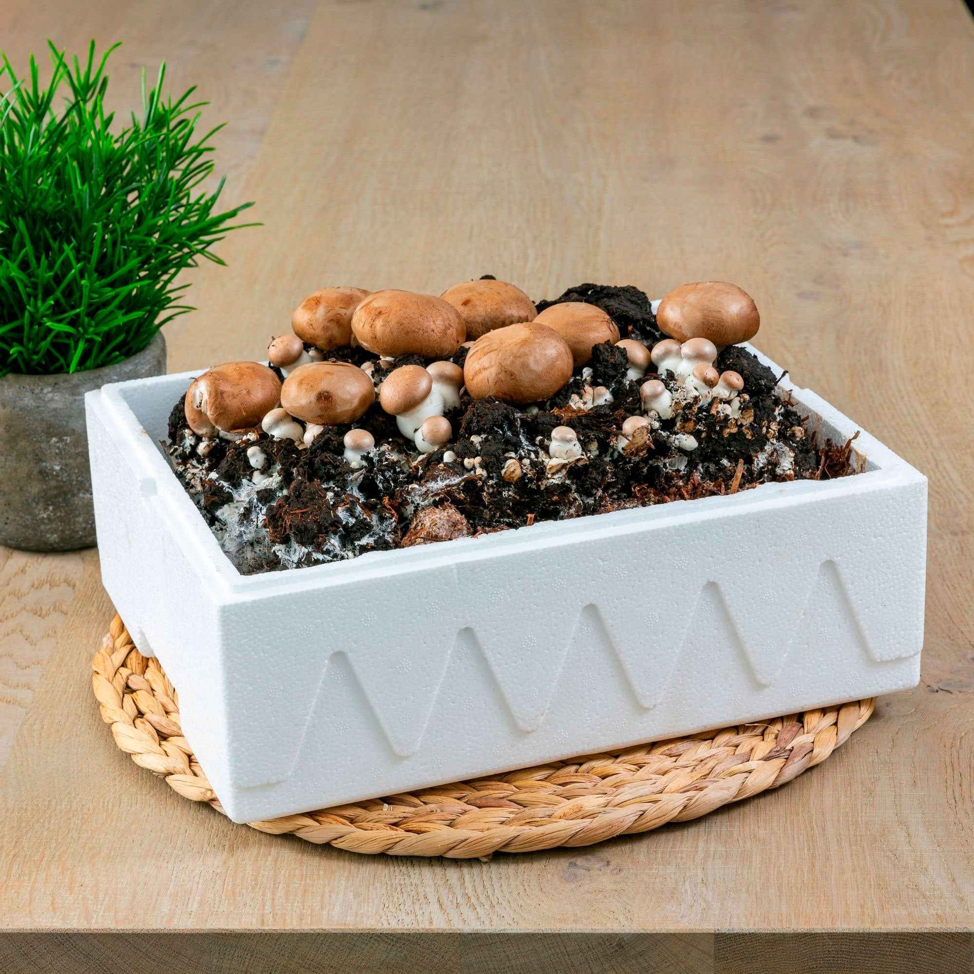 Kit de culture de champignons brun de Paris