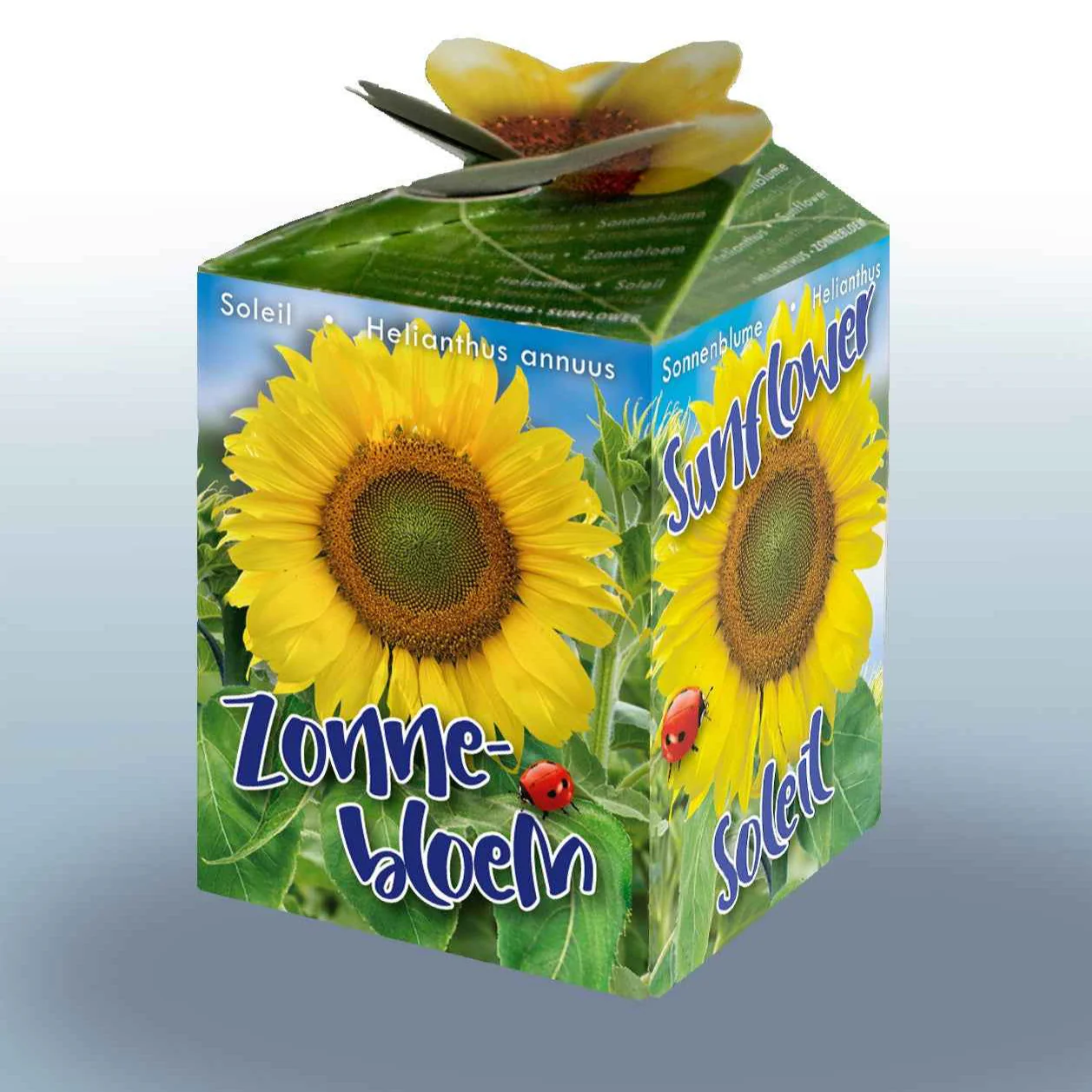 Kit Tournesol