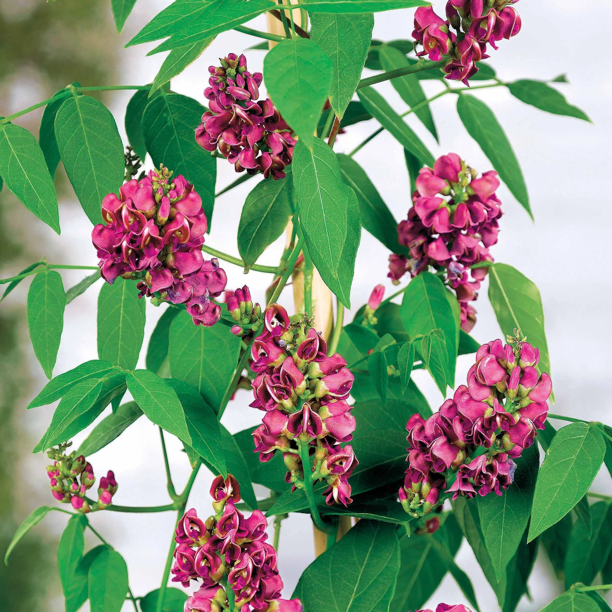 La Glycine tubéreuse