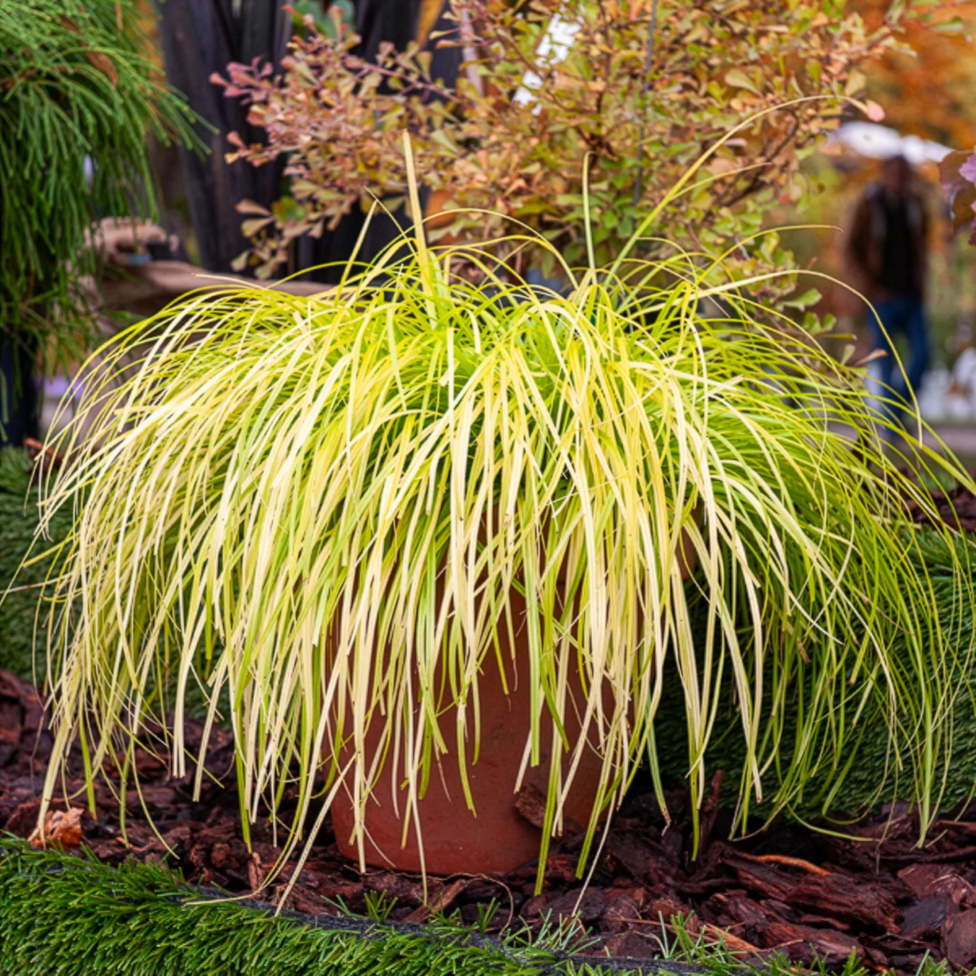 Laîche d'Oshima Everillo® - Carex